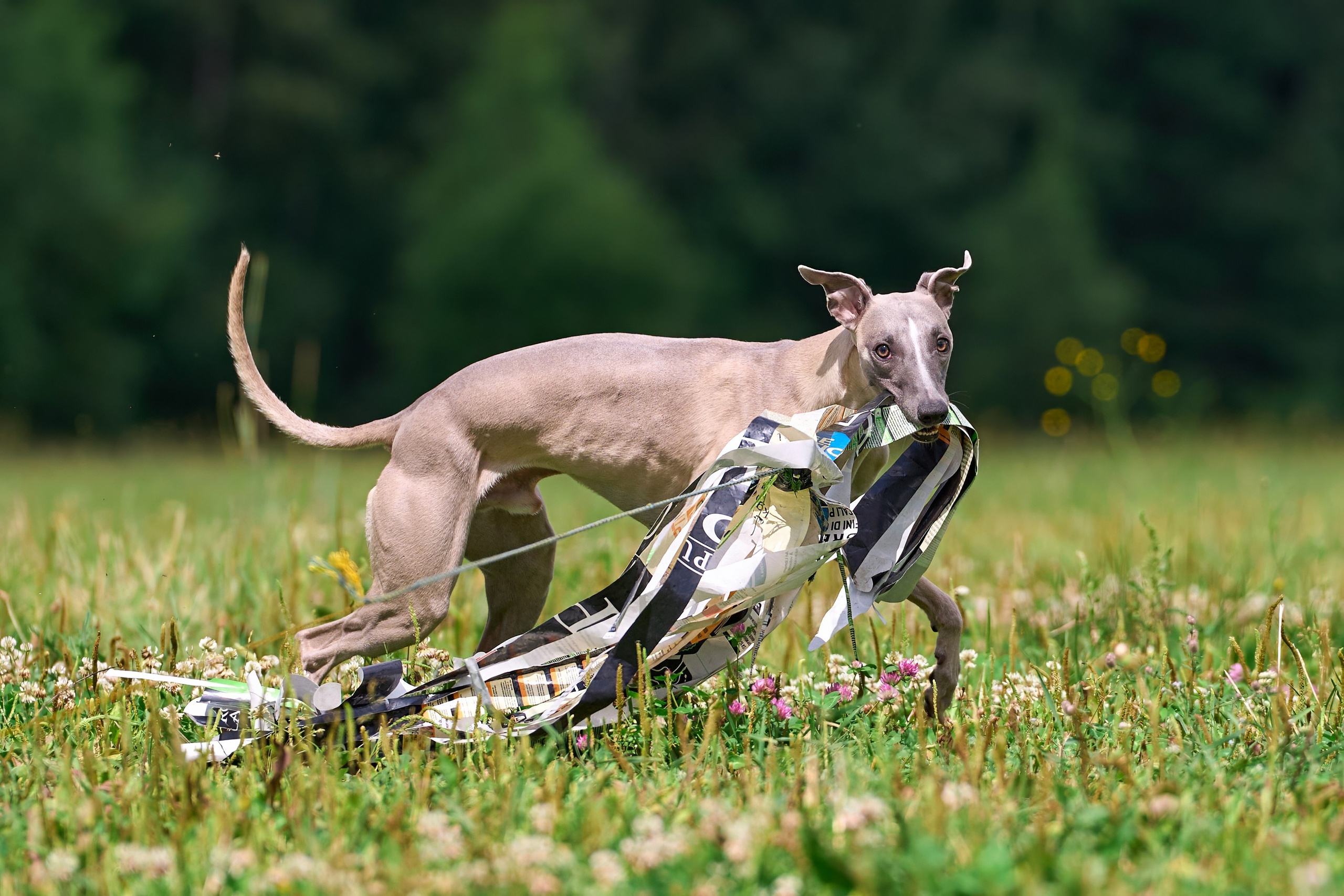 Тренировка по курсингу в Донино. Фотограф-анималист Михаил Манухин