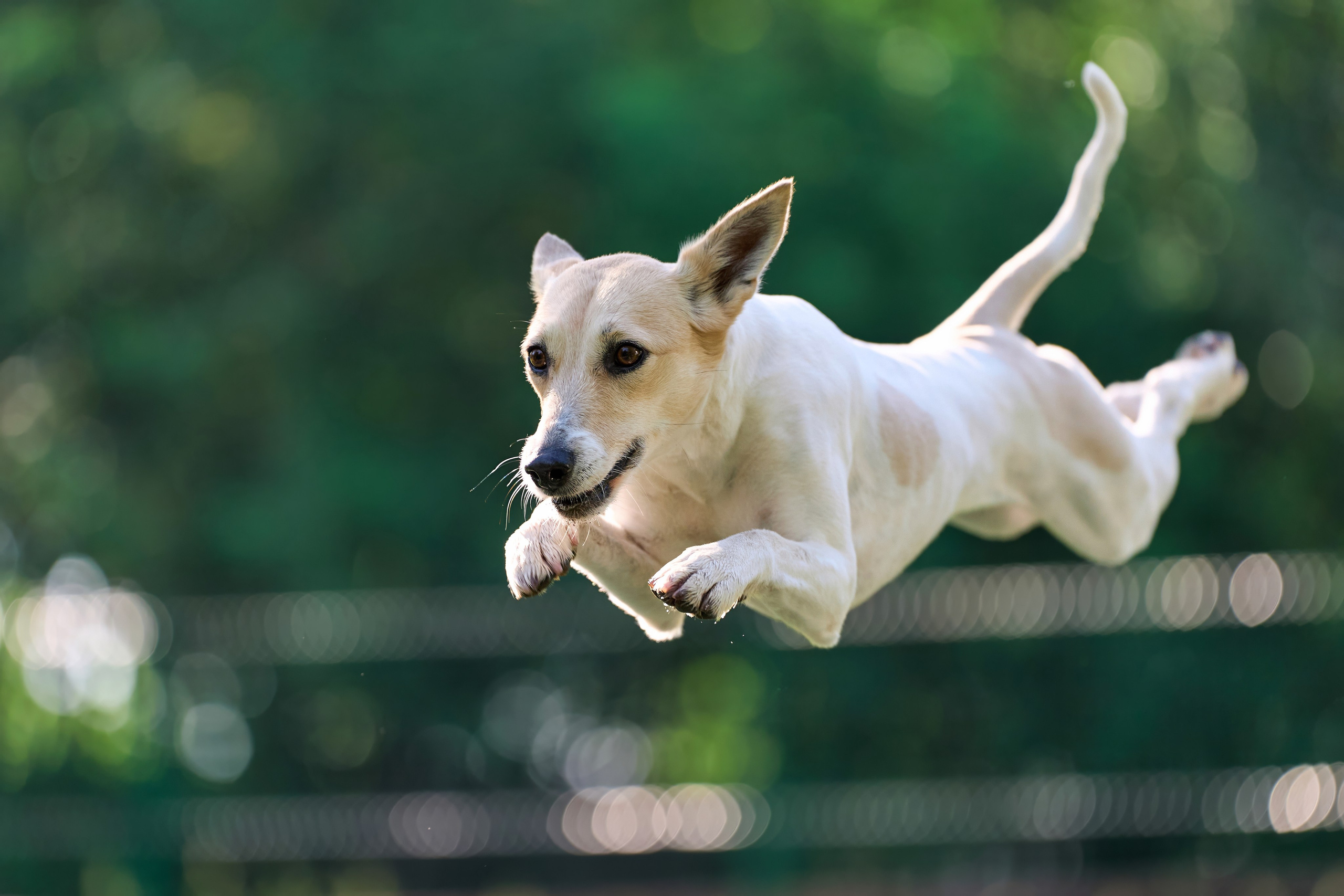 Двухдневные соревнования «Jump'n'Gym Fest — 2024». Фотограф-анималист Михаил Манухин