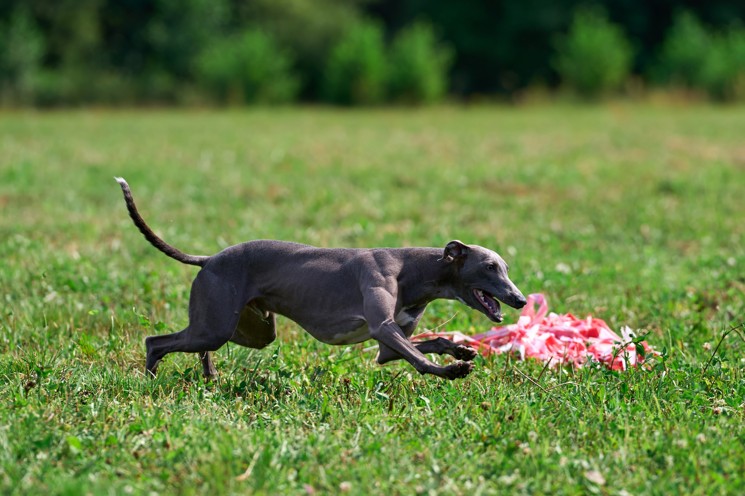 Тренировка в Донино. Фотограф-анималист Михаил Манухин