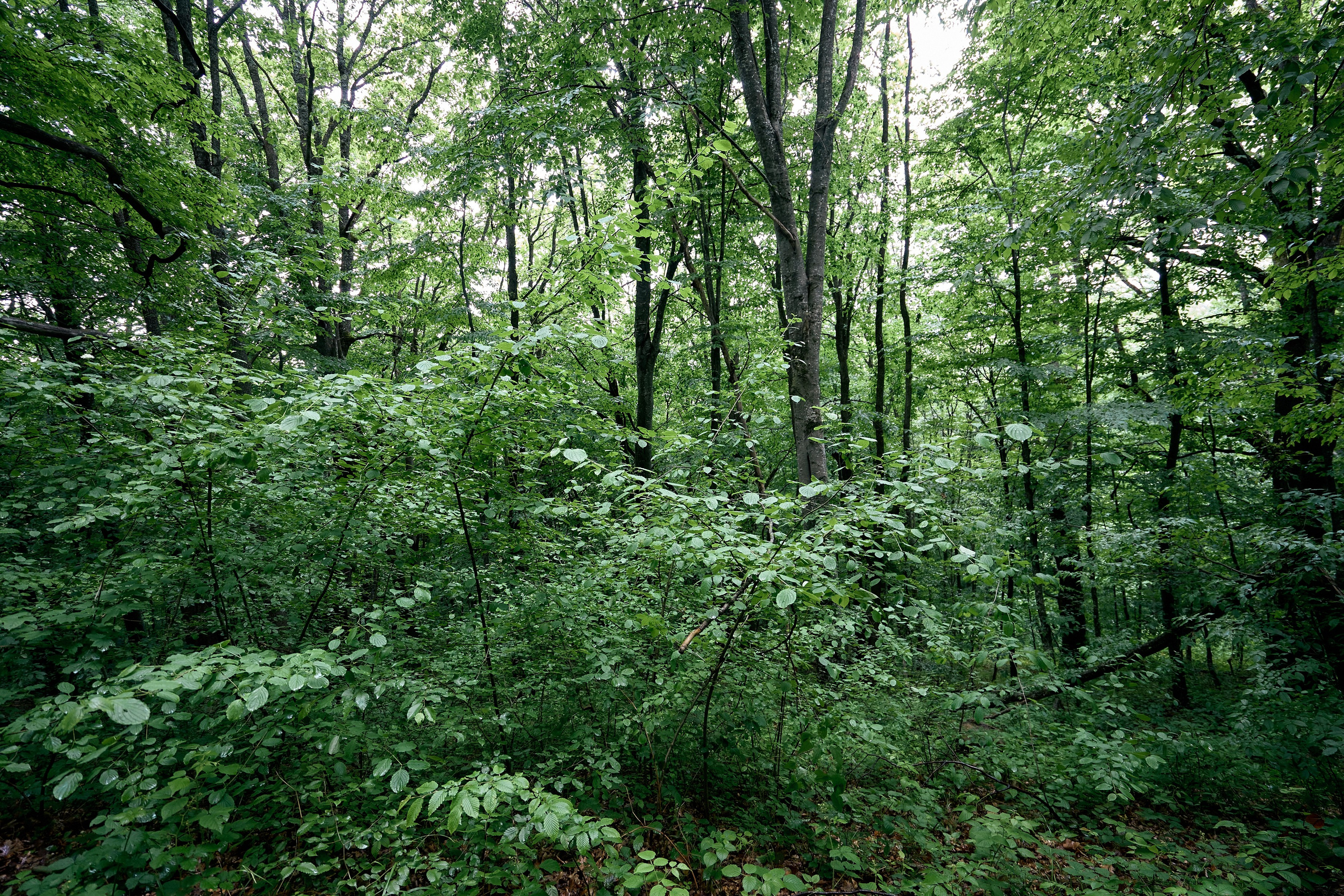 Монастырь. Петр Ступень. Свадебное, семейное фото и видео. Москва. Краснодар
