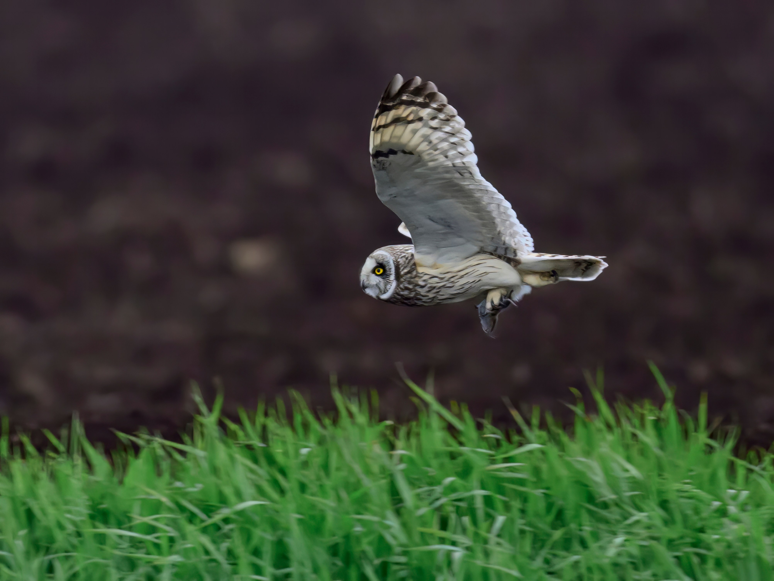 Охота совы и другая живность. Фотограф Сергей Пупонин