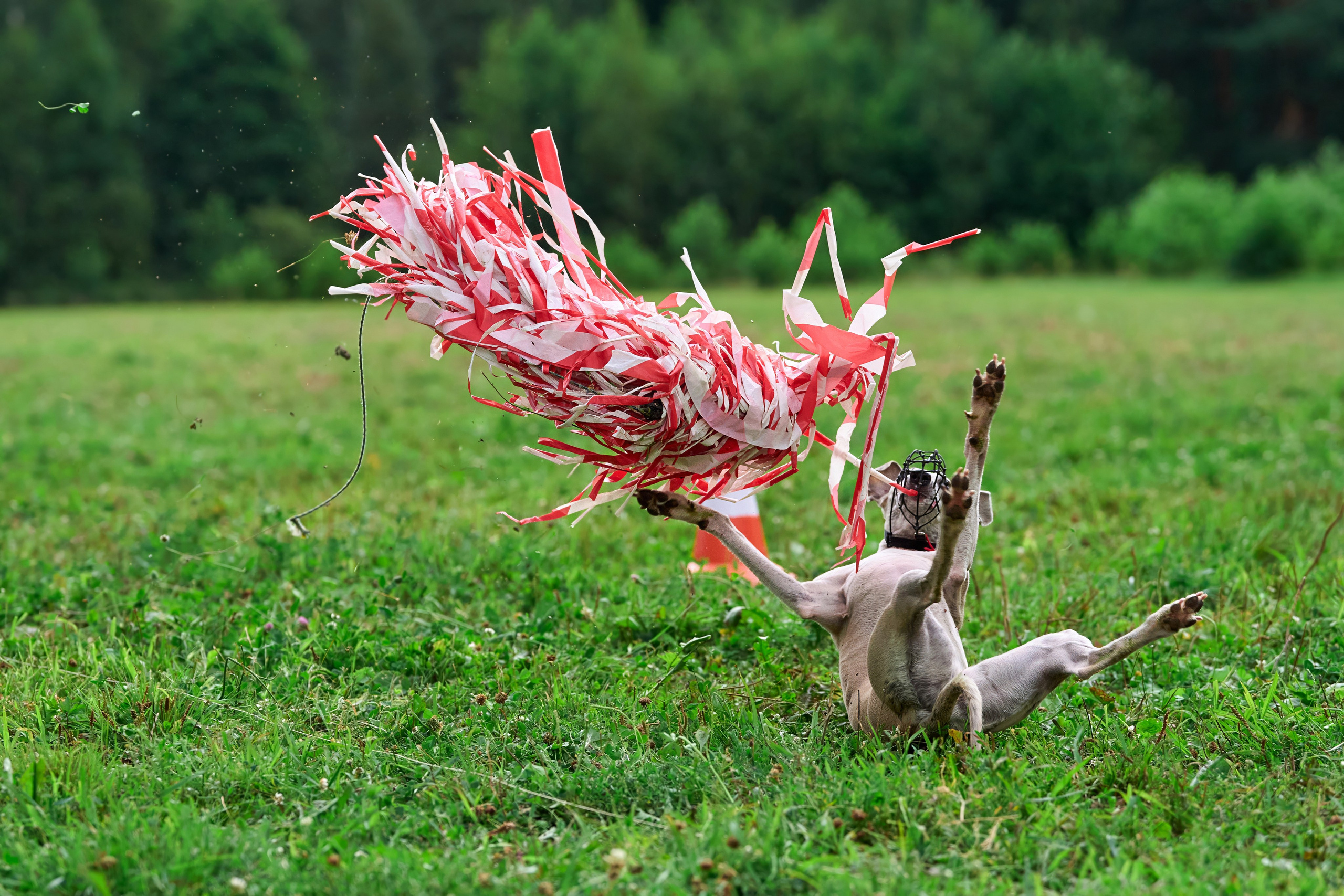 Тренировка в Донино. Фотограф-анималист Михаил Манухин
