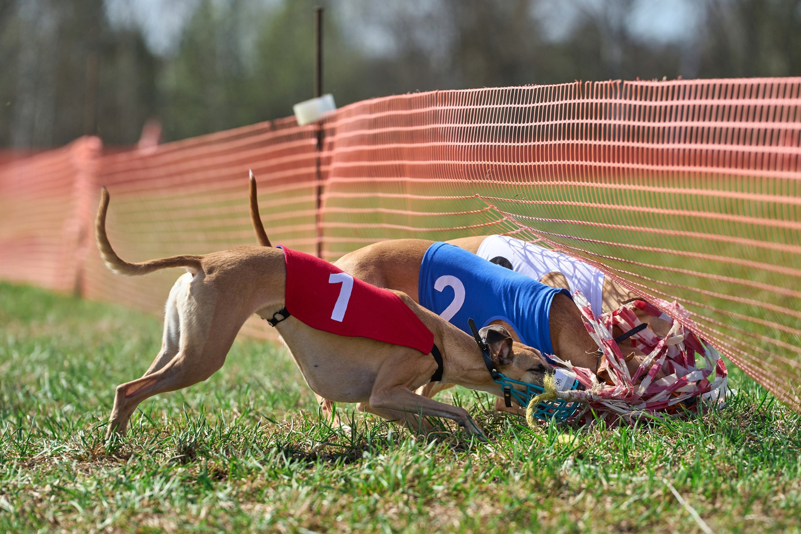 Квалификация по рейсингу. Фотограф-анималист Михаил Манухин