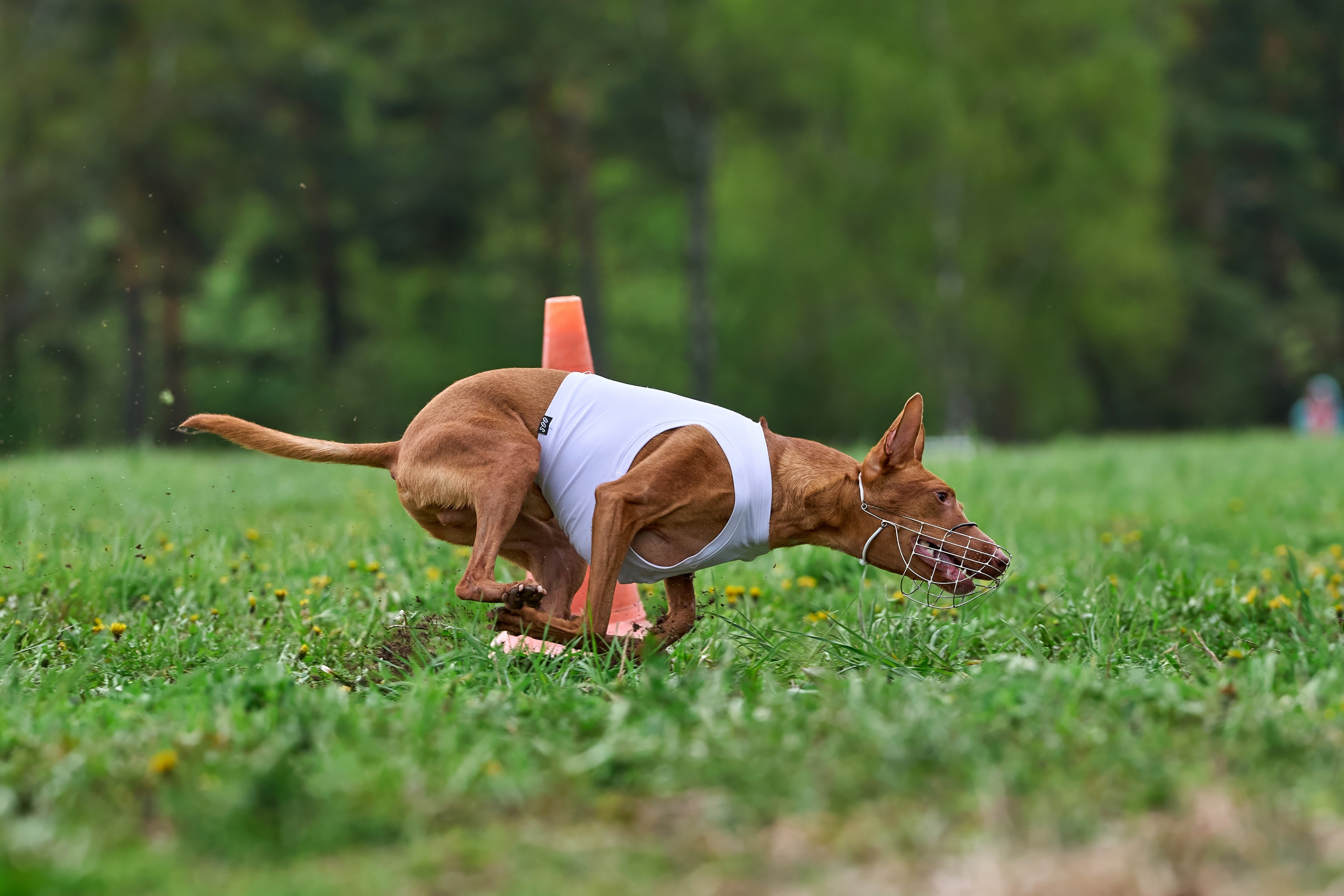 ПЧРКФ по курсингу. Фотограф-анималист Михаил Манухин