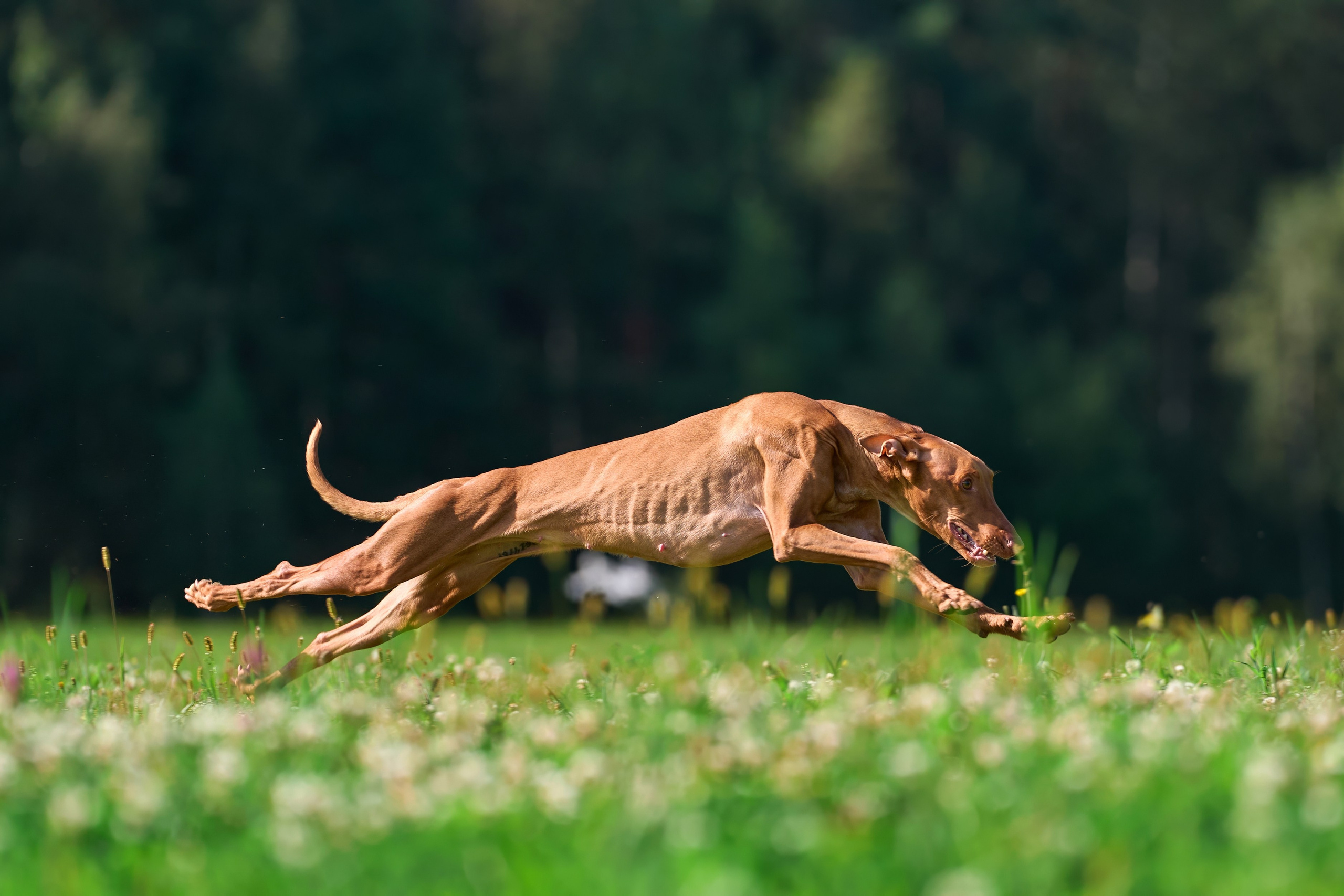 Тренировка в Донино. Фотограф-анималист Михаил Манухин