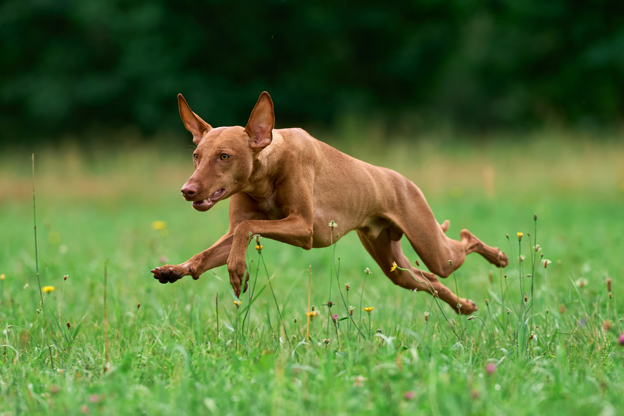 Тренировка по курсингу в Донино. Фотограф-анималист Михаил Манухин