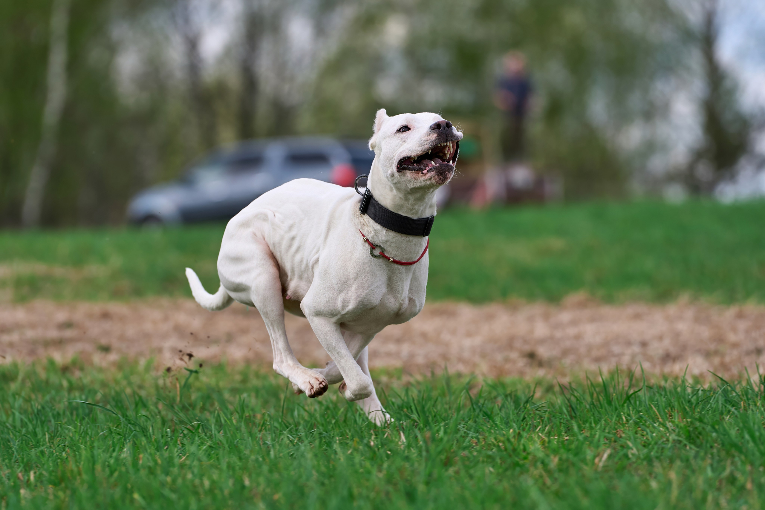 Тренировка по курсингу «на Ярославке». Фотограф-анималист Михаил Манухин