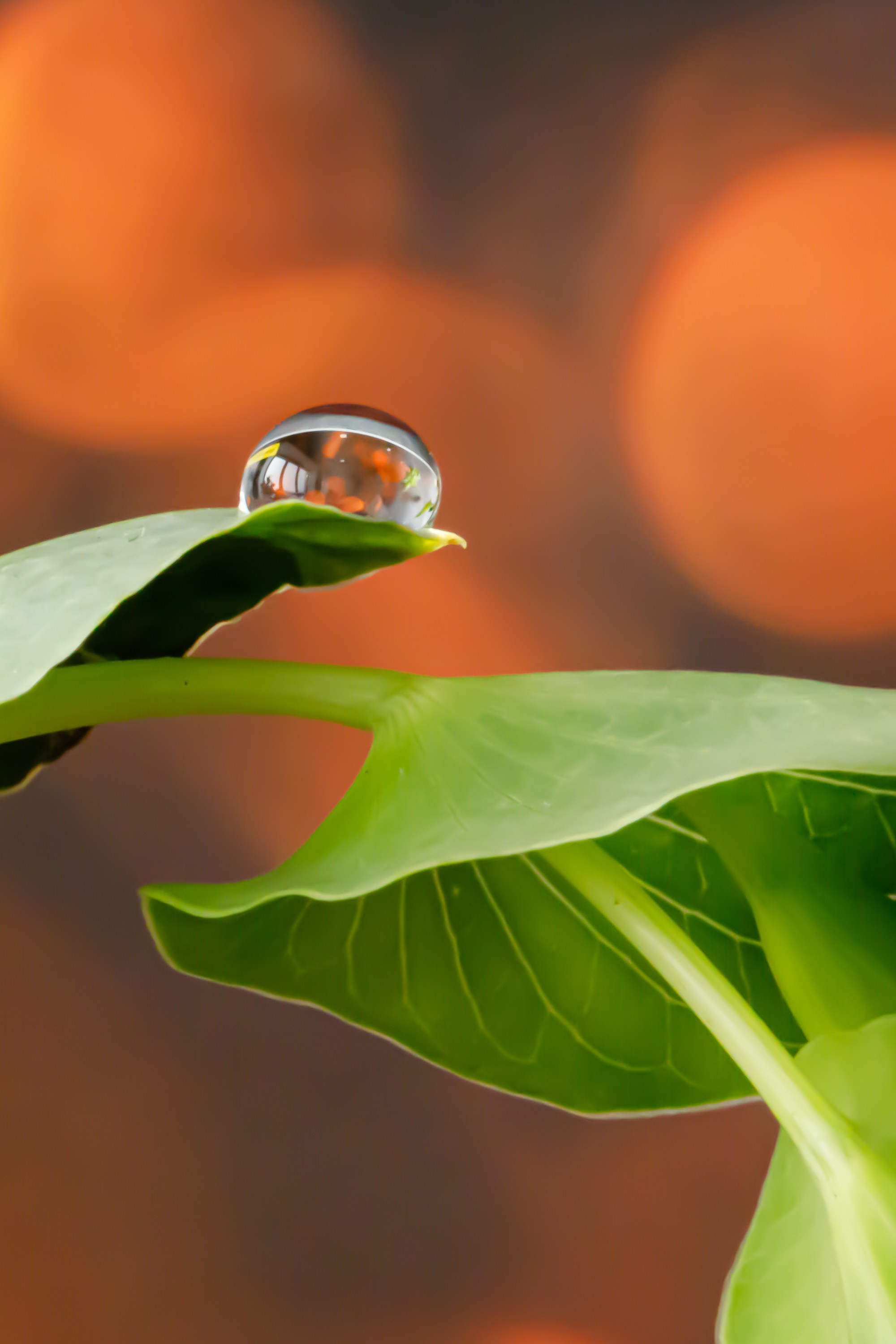 Подберу кадр под ваш интерьер и настроение. Фотограф Кирилл Мешков Кемерово