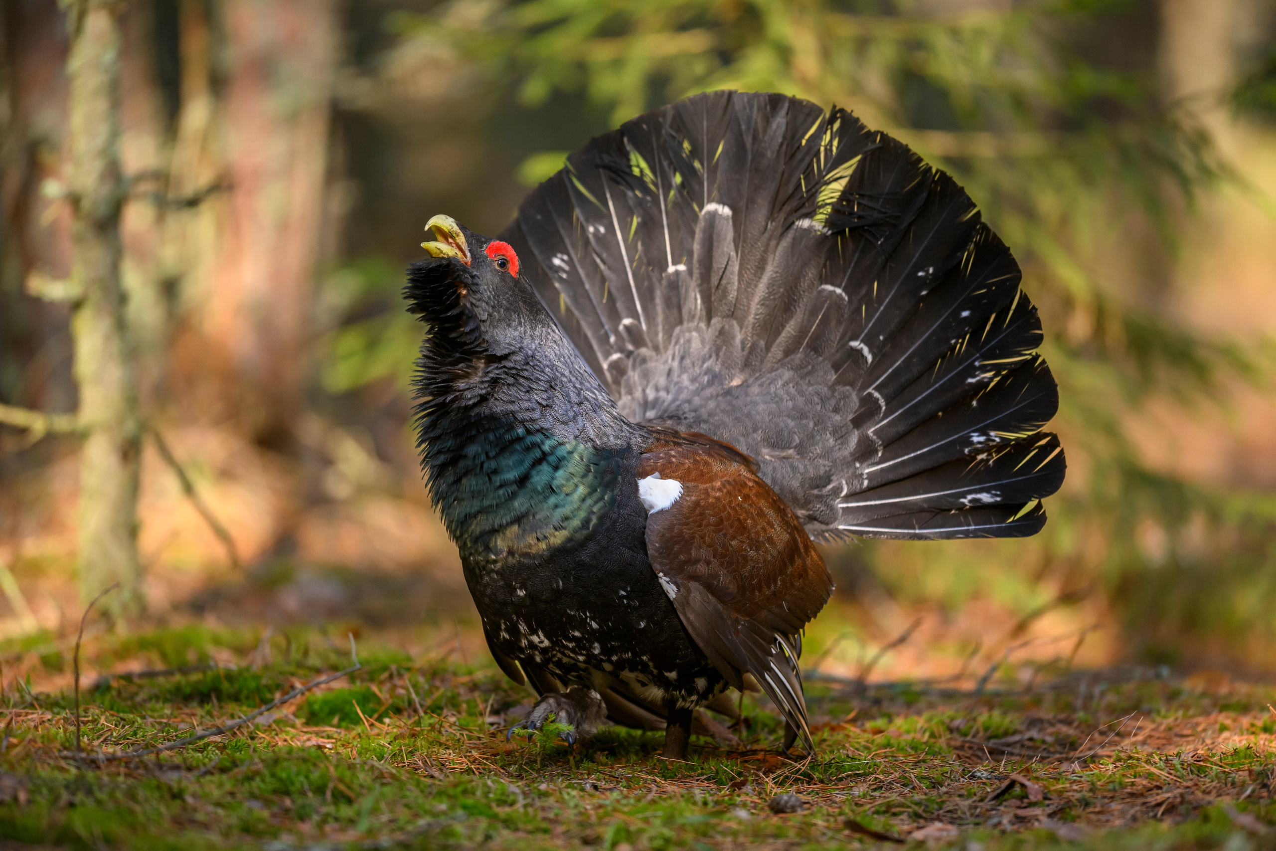 Глухарь / Wood grouse. Фотограф Сергей Пупонин