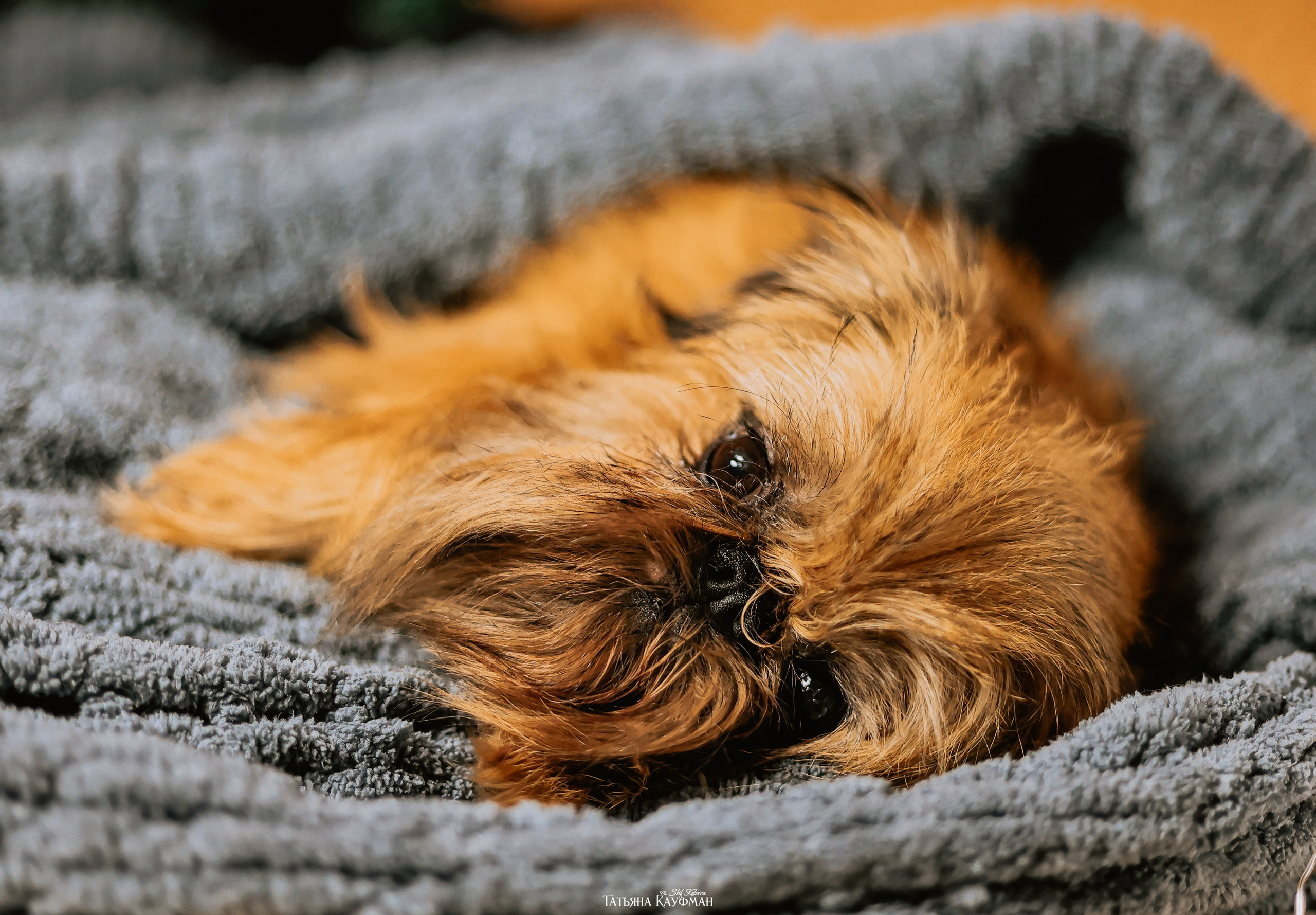 Брюссельский гриффон, фотография гриффон, красивая собака, фотограф анималист, фотокурс Анималистика, научиться фотографировать собак, фотограф Новосибирск