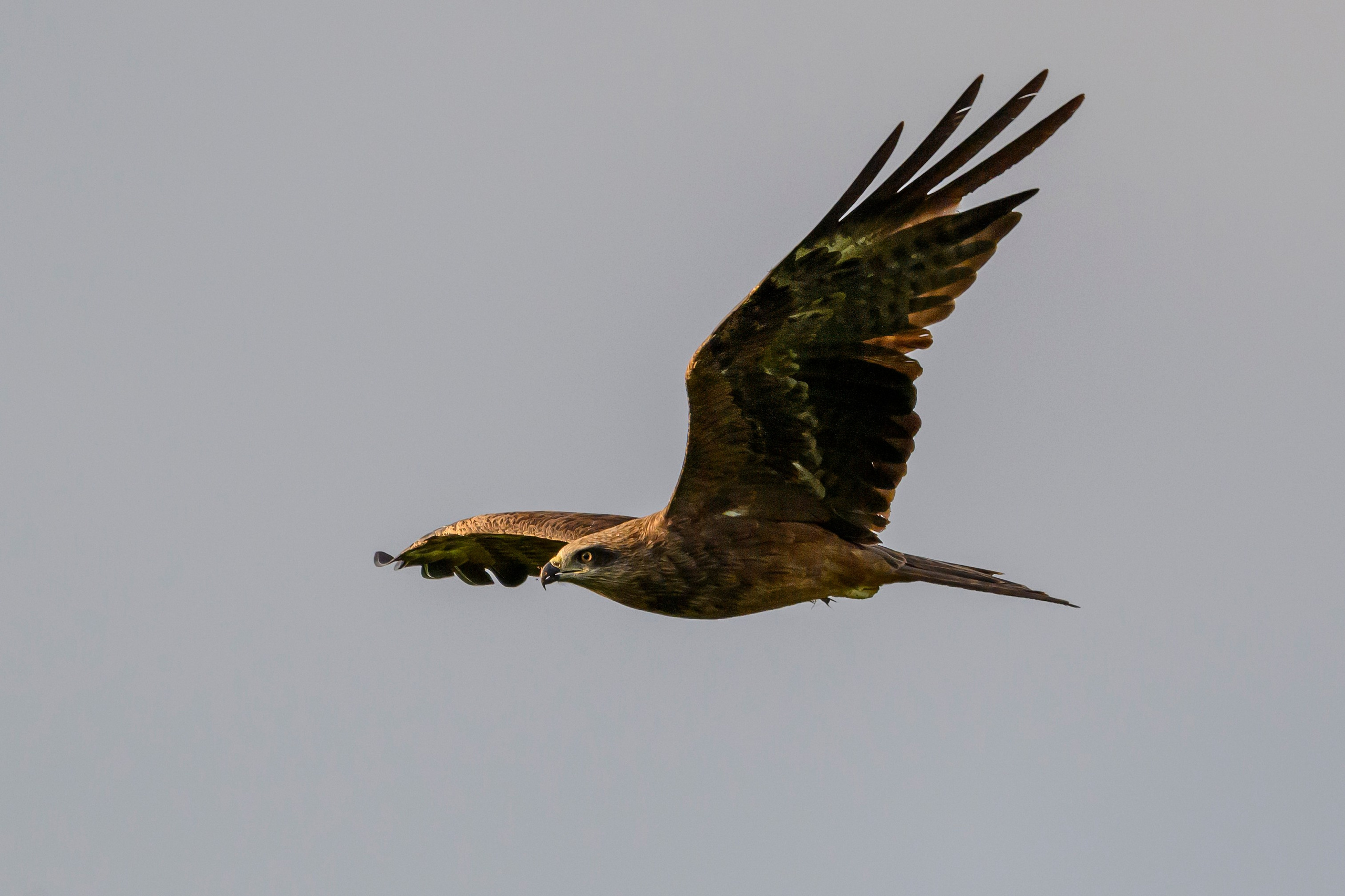 Лунь и коршуны. Harrier and Kites. Wildlife photography by Sergey Puponin