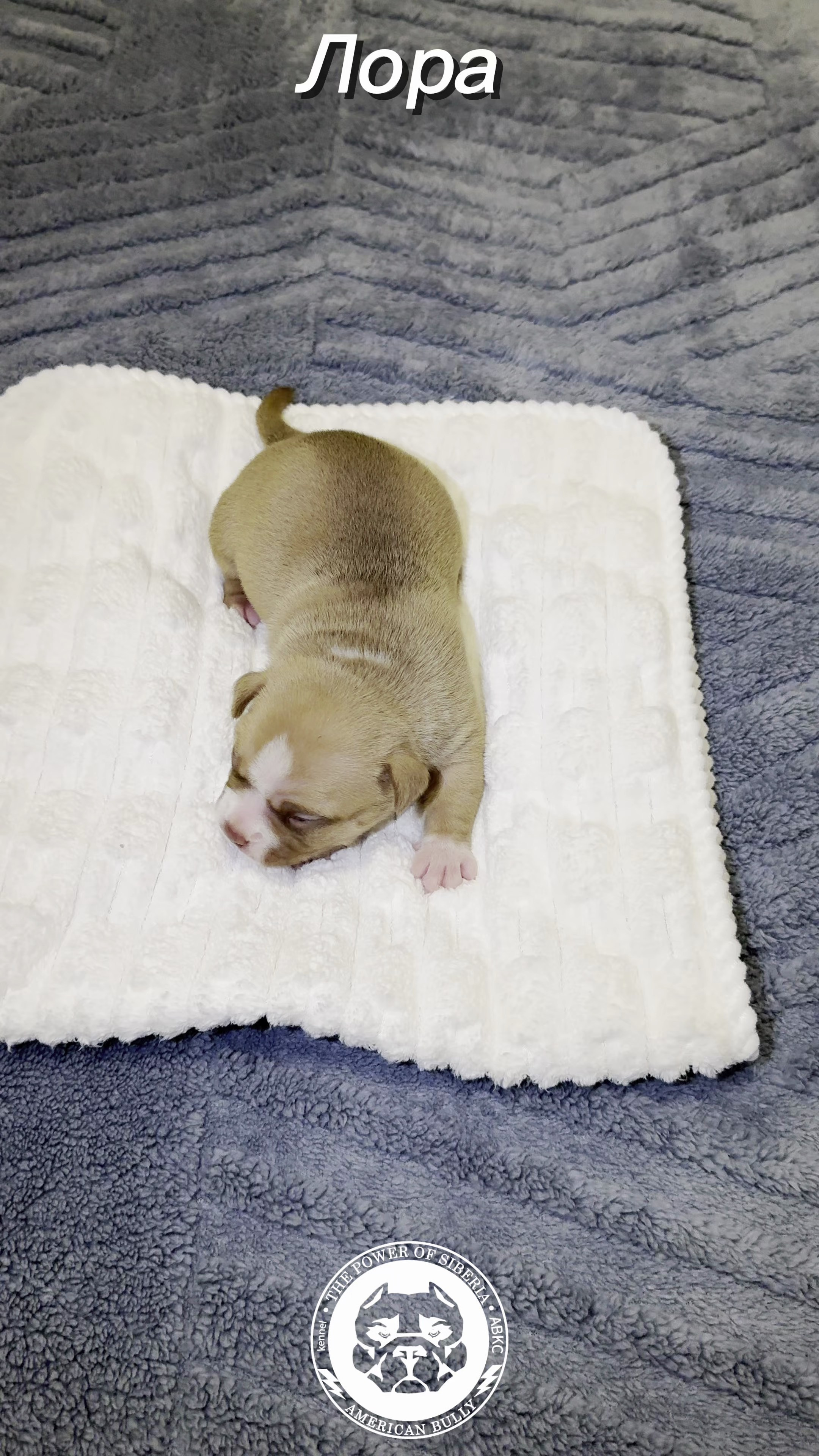 Помет Турук и Мила 21.02.26. Американский Булли в г. Ростов-на-Дону. Питомник THE POWER OF SIBERIA