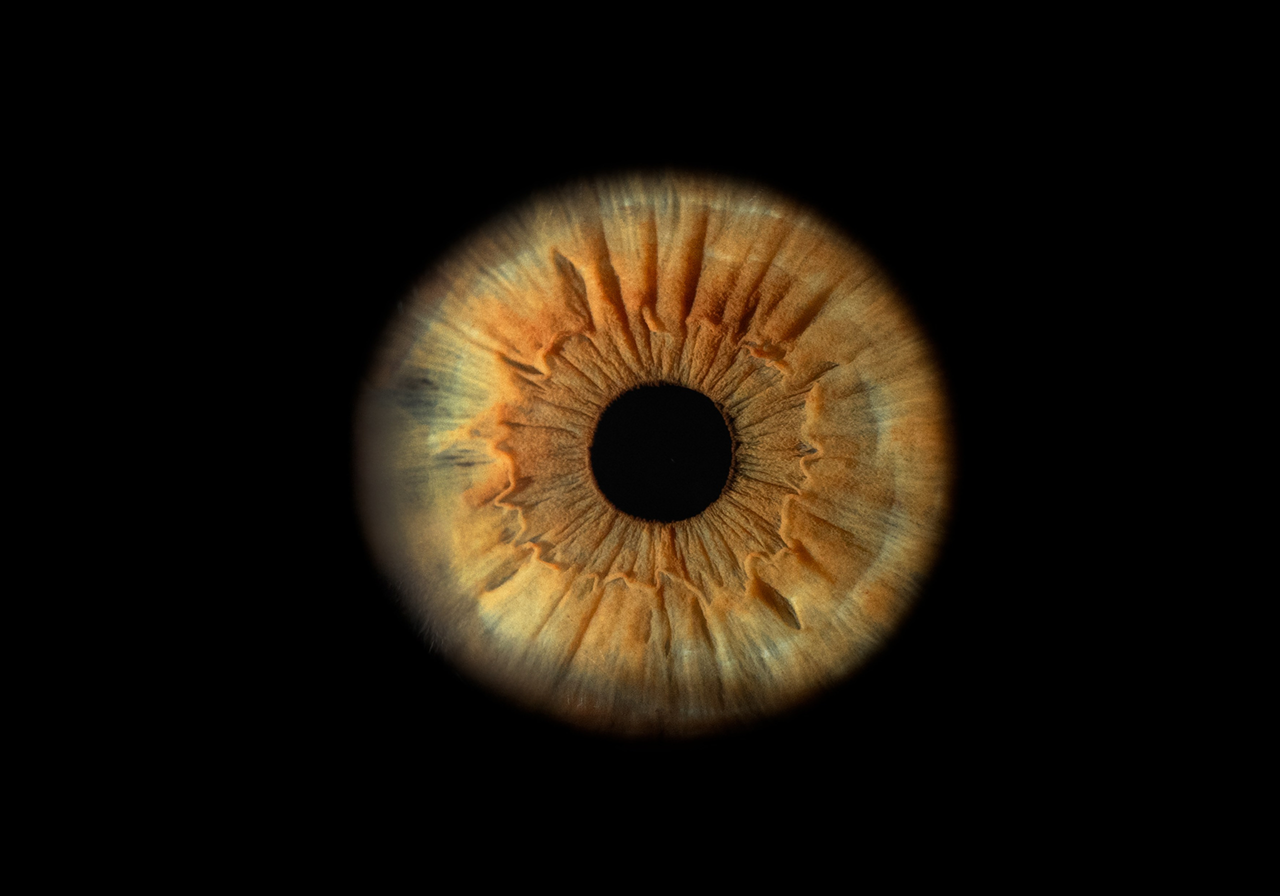 Фото радужки глаза в высоком разрешении и детализации. Крым, Севастополь. Ojo Art 10