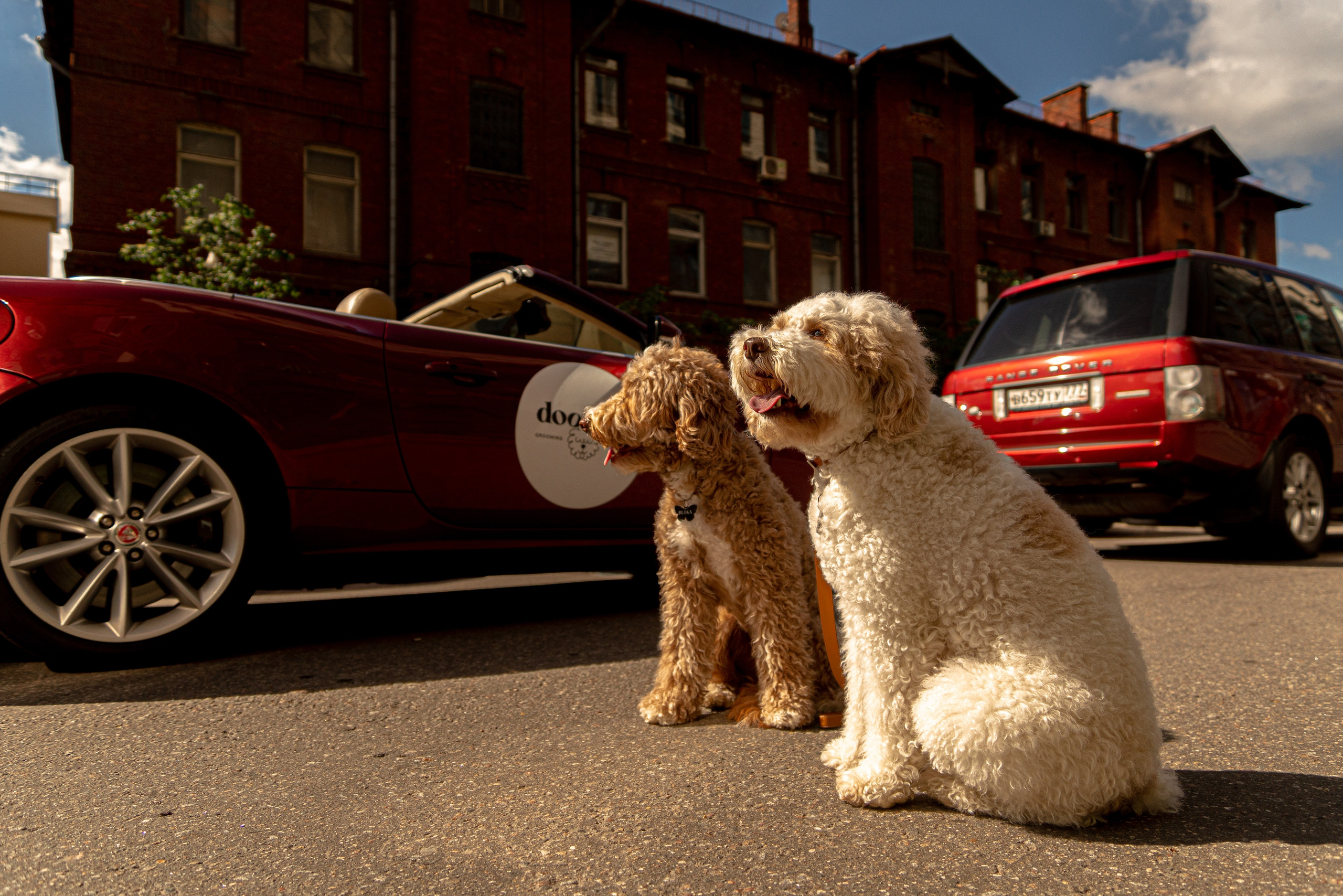 Фотосъемка груминг салона , съемка собак в кабриолете. Жуков Илья свадебный фотограф в Москве
