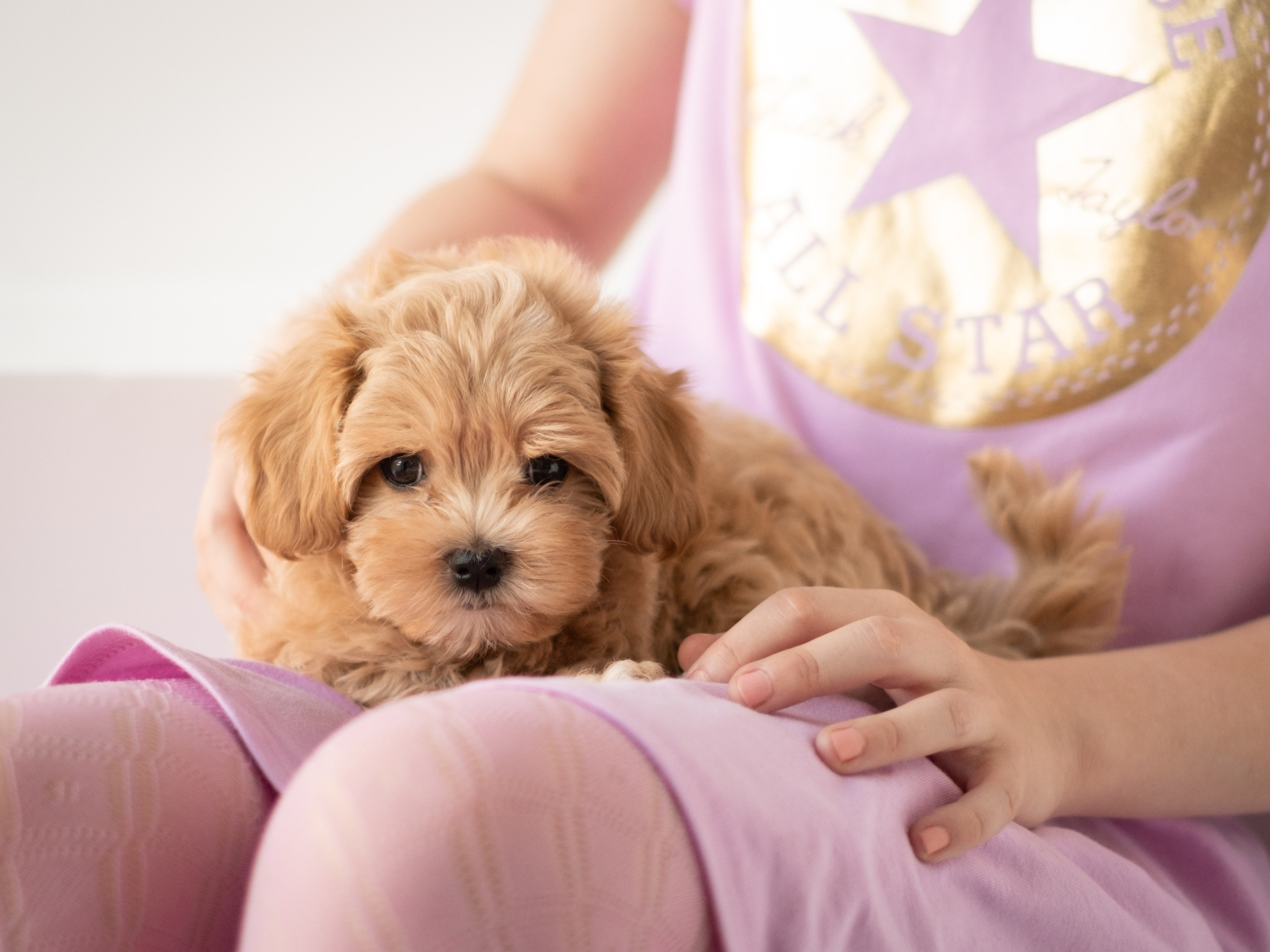 Студийная фотосессия щенков мальтипу. Зоофотограф, фотограф животных в Москве и области Дина Дамоцева