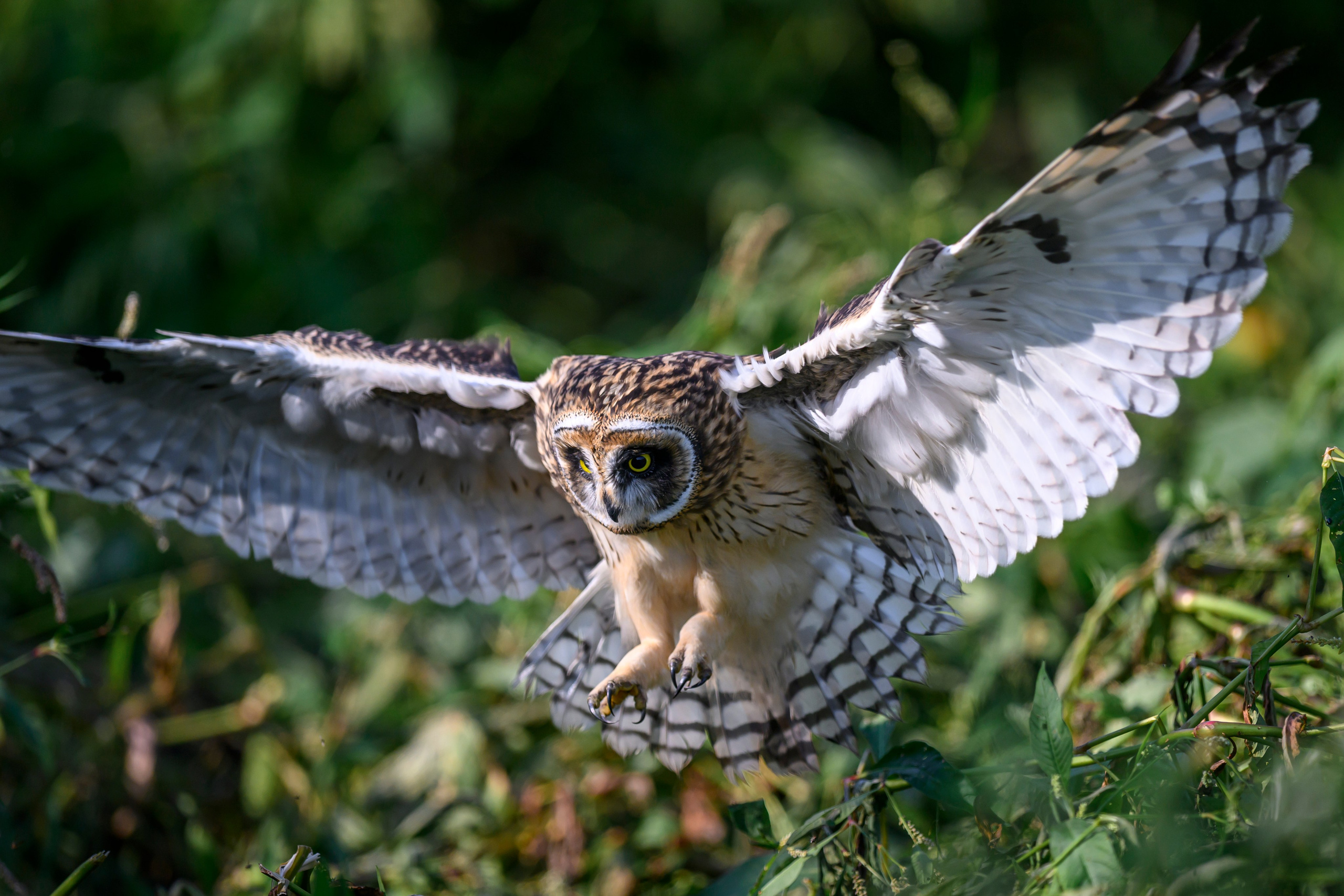 Утро с совятами. Morning with owlets. Wildlife photography by Sergey Puponin