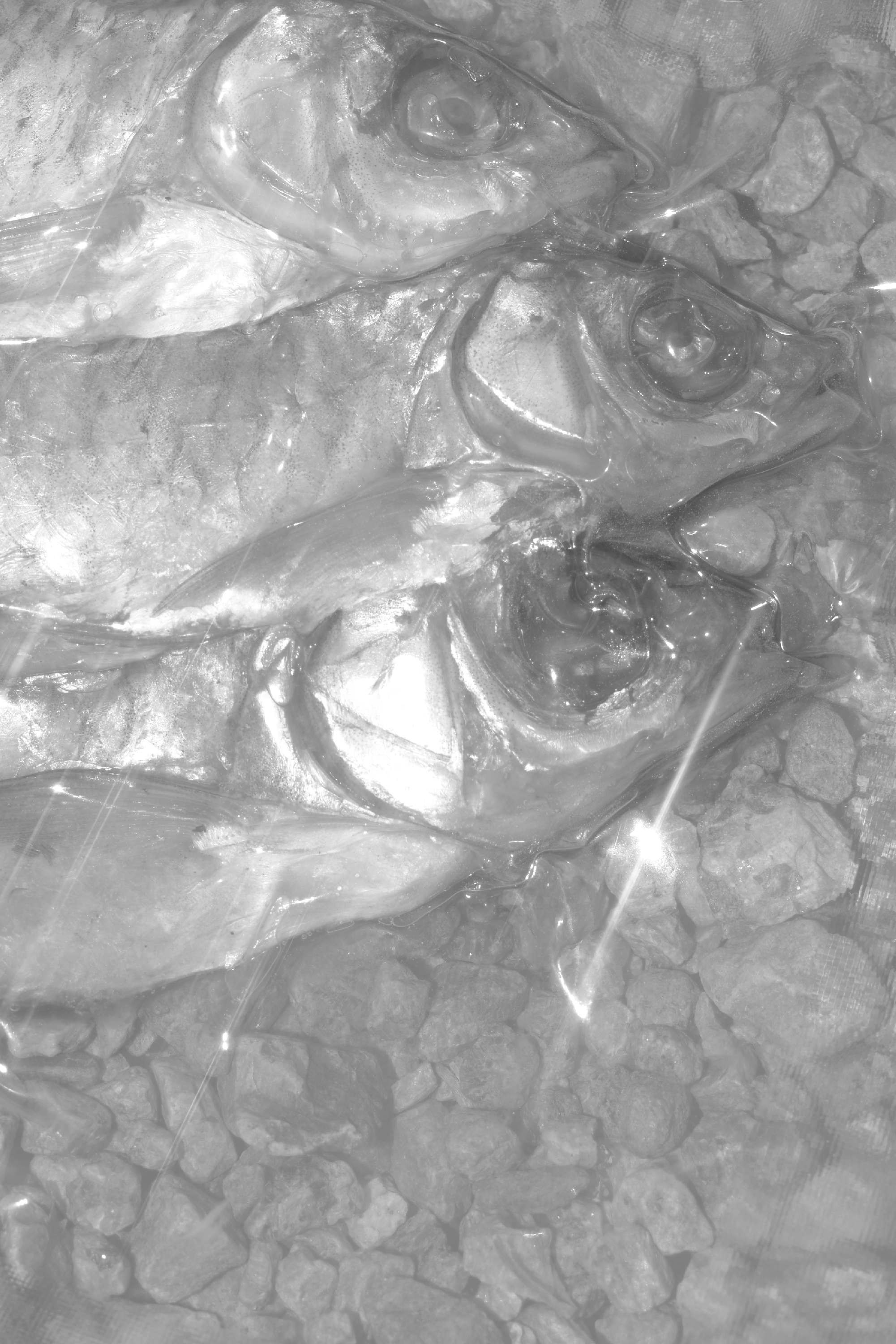 About fish. Maria Pilkevich