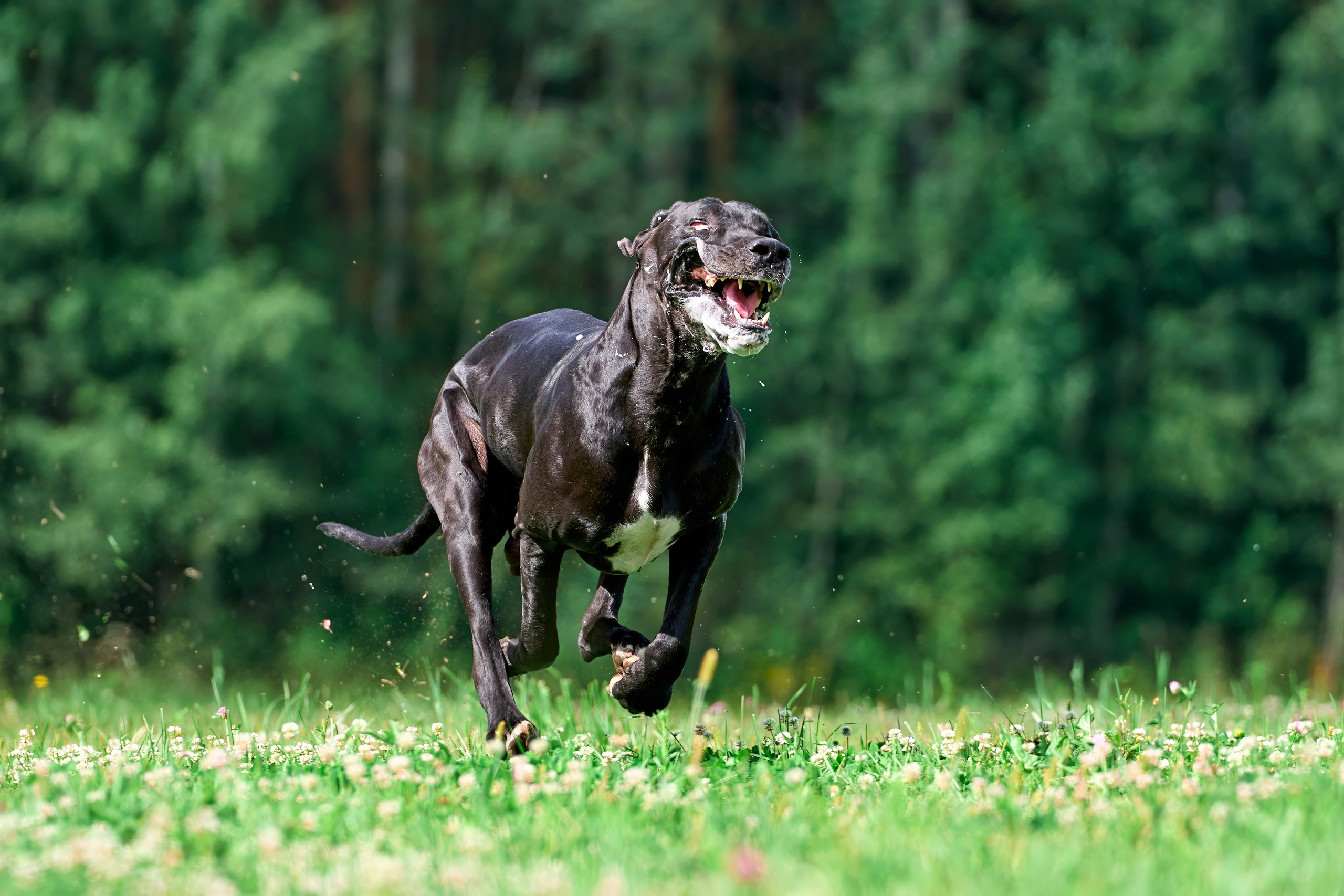 Тренировка в Донино. Фотограф-анималист Михаил Манухин
