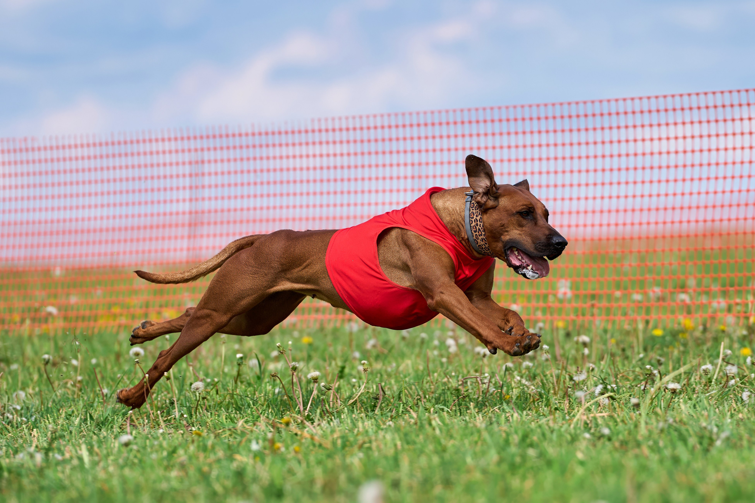 Квалификация по рейсингу. РАЛББ и Курсинг на Ярославке. Фотограф-анималист Михаил Манухин