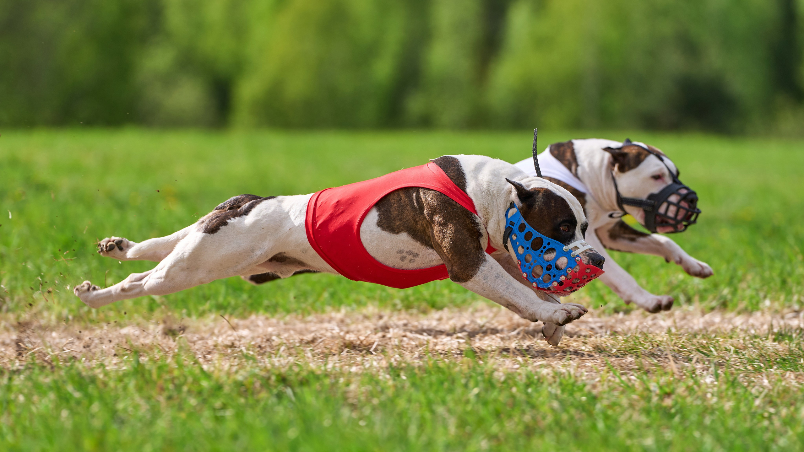 ЧРКФ по бегам за мех.приманкой. Фотограф-анималист Михаил Манухин