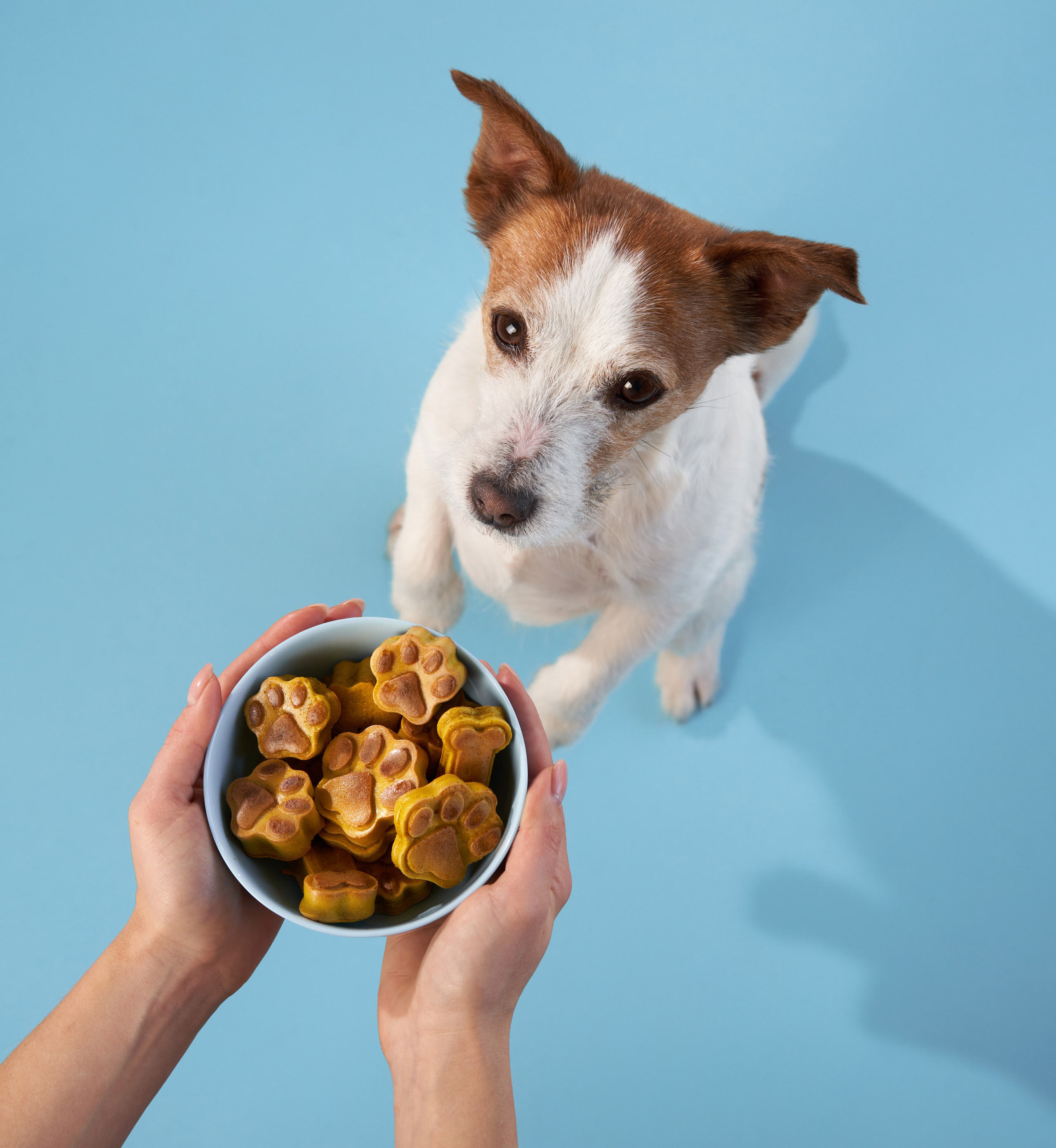 Pet Advertising Photography | Commercial Shoots with Dogs & Cats. Dog photographer Averianova Anna — Art photography of dogs
