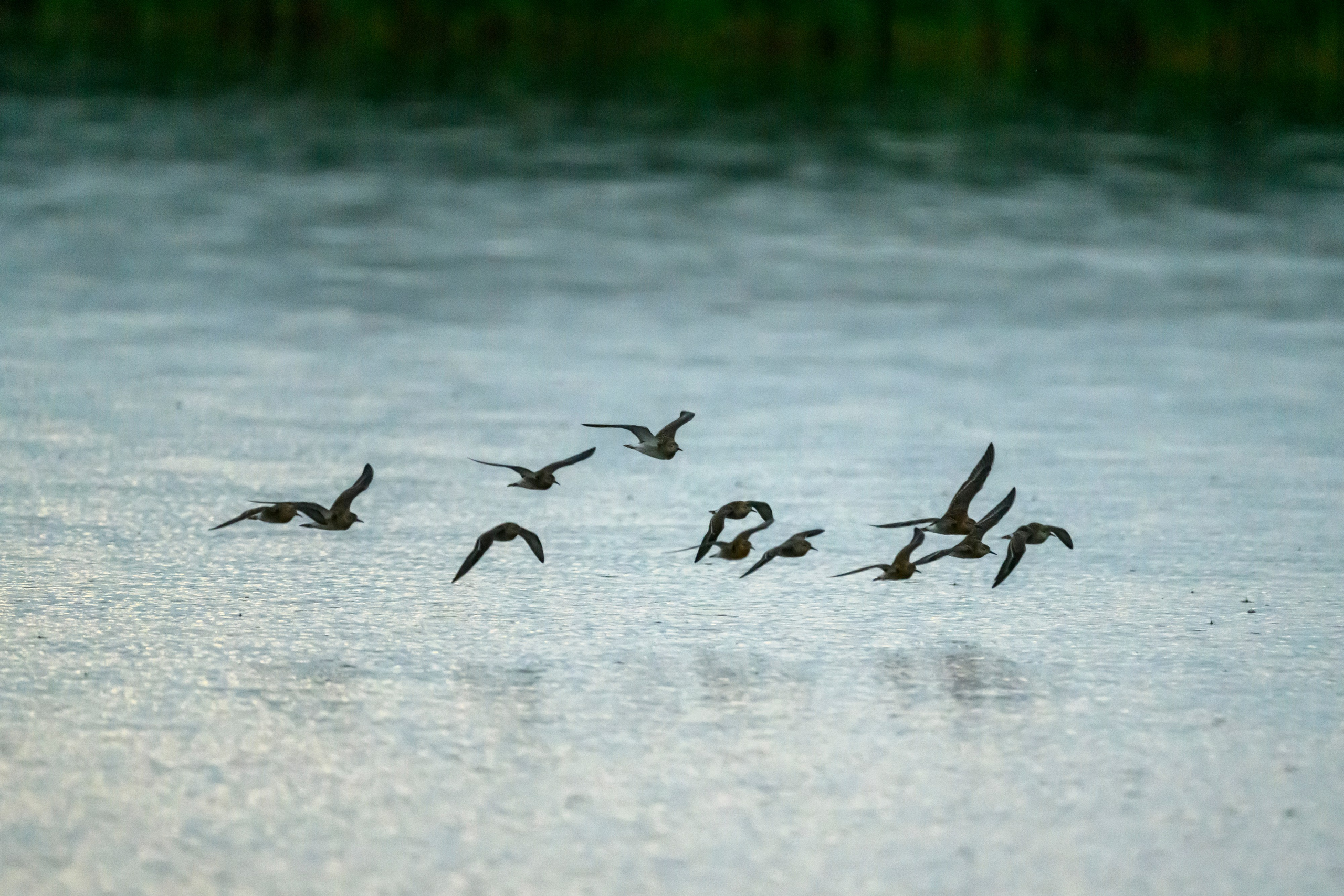 Турухтаны, цапля и коростель. Wildlife photography by Sergey Puponin