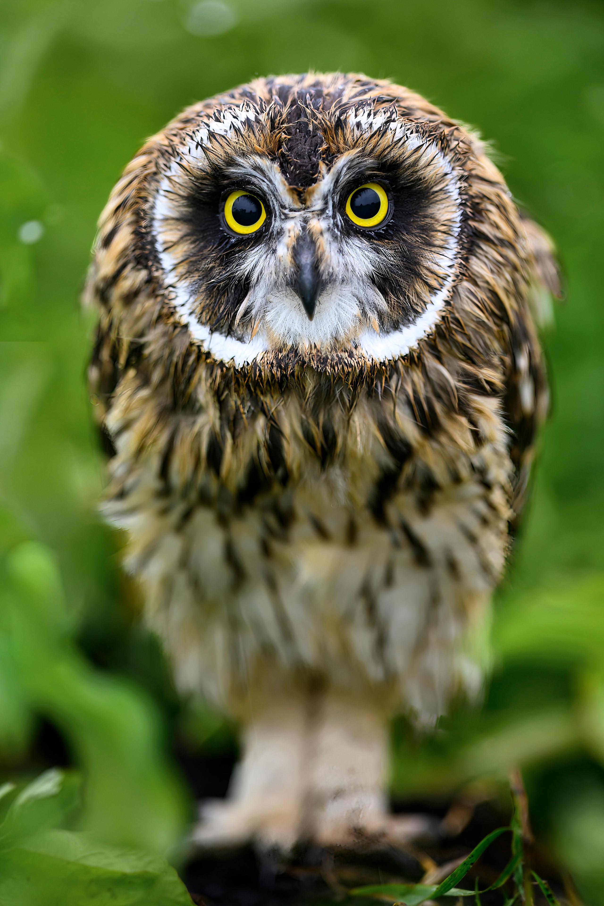 Совам не нравится дождь. Owls don't like rain. Фотограф Сергей Пупонин
