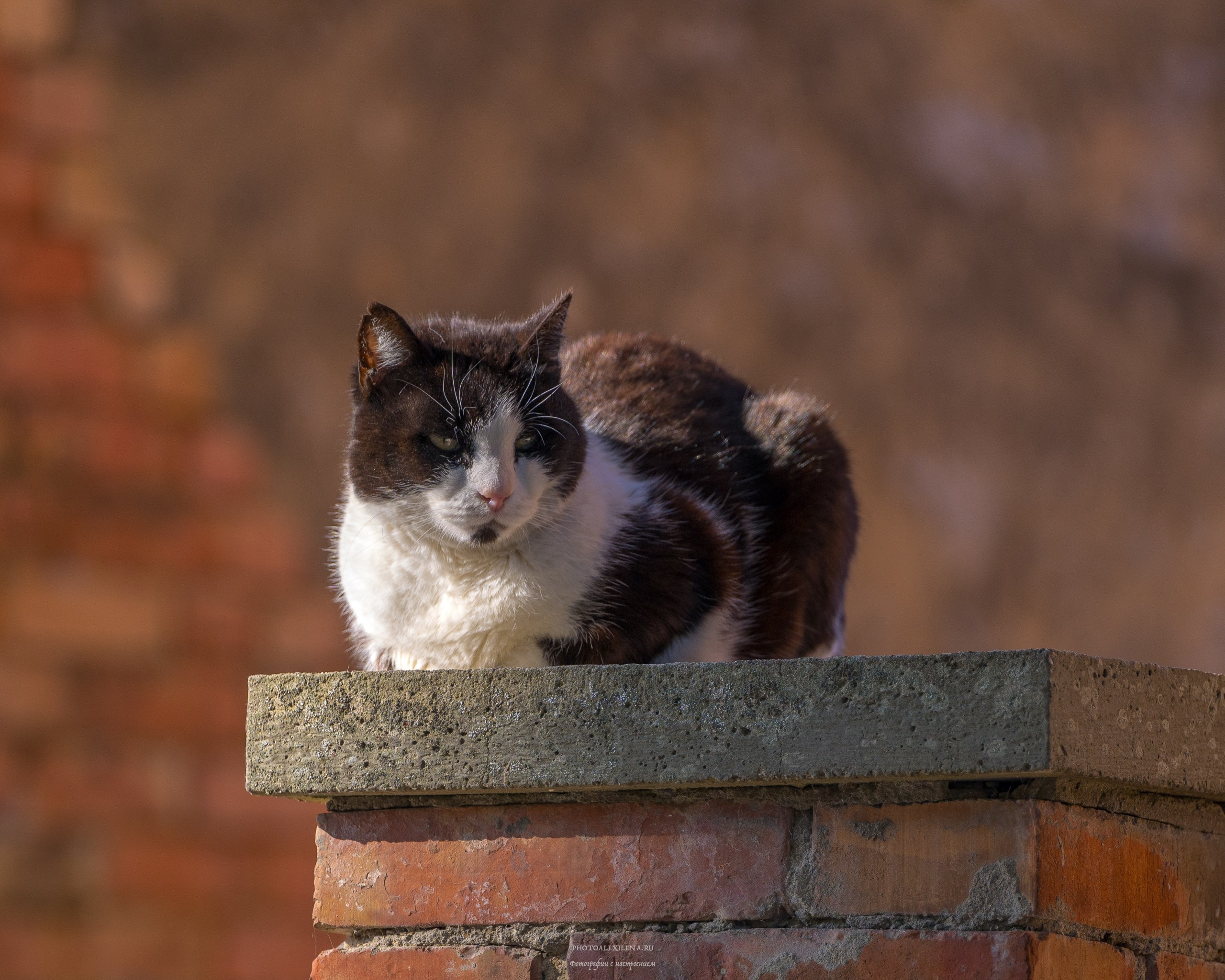Кастельмуцио. Авторские стильные фотокартины
