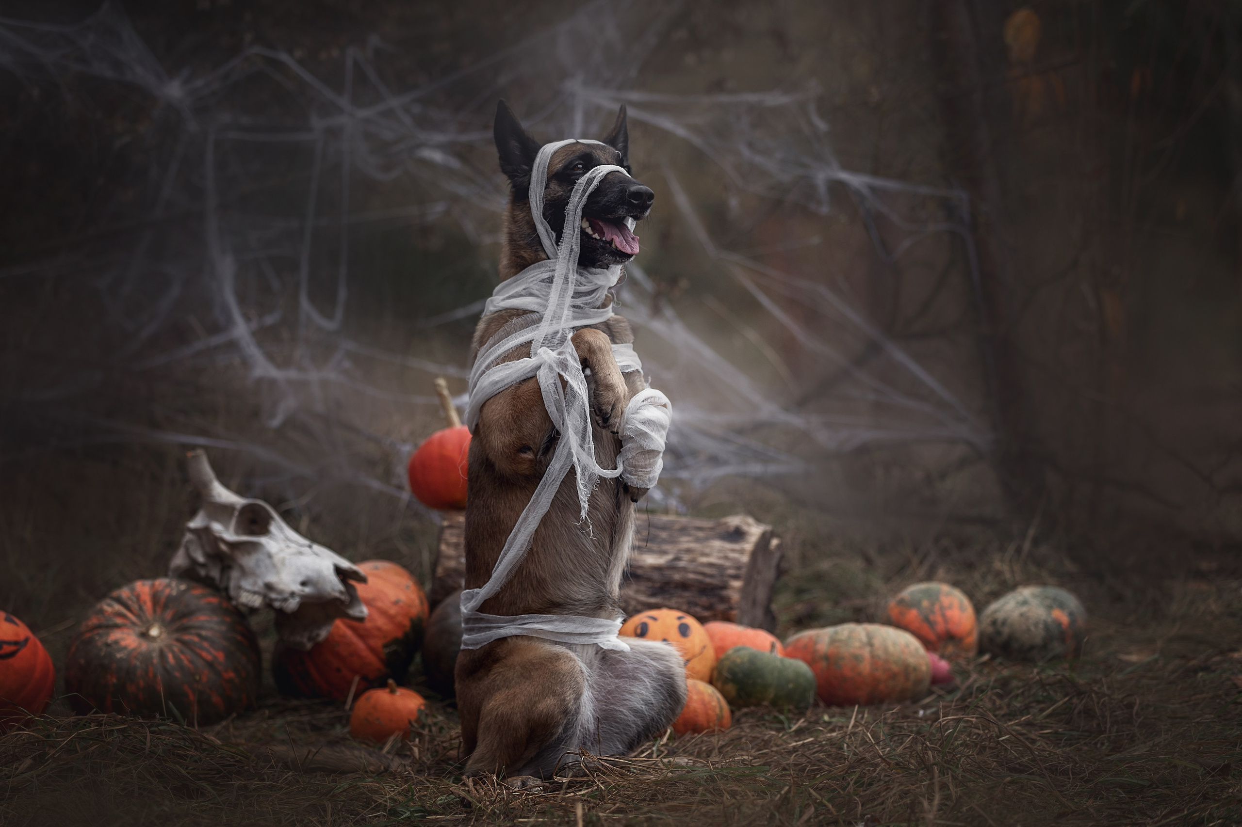 Фотодень «Хэллоуин» 2024. Фотограф-анималист в Калуге Мария Шерскова