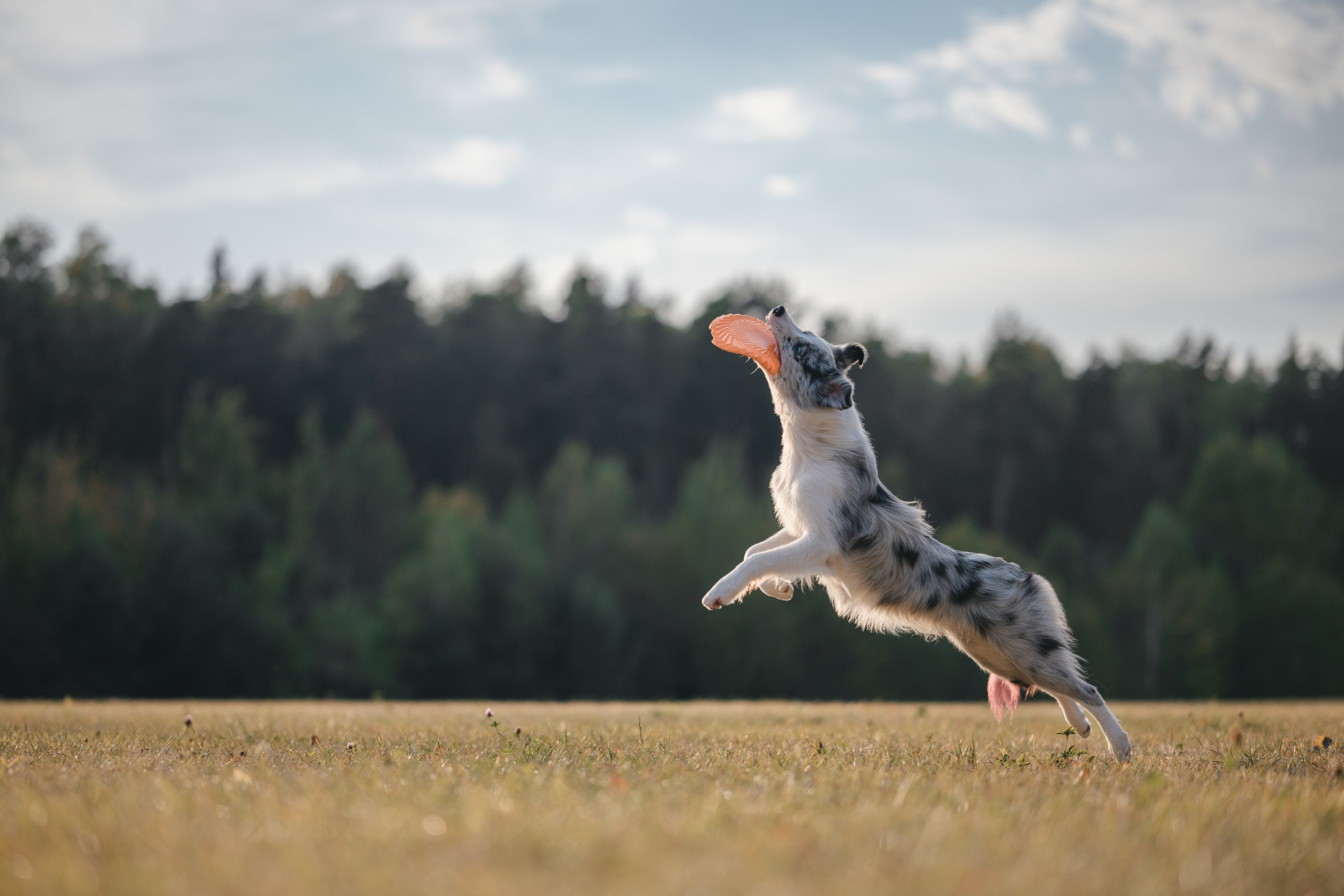 Фотограф Анималист в Москве Анастасия Жучкова