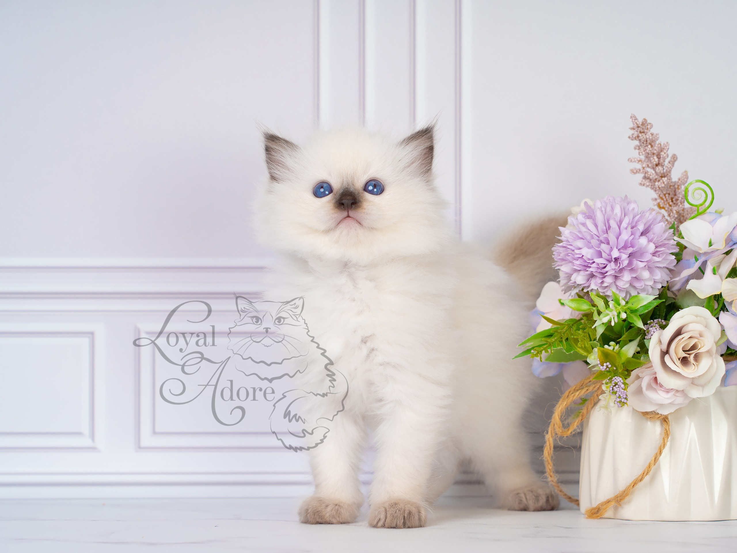Котята рэгдолл от Loyal Adore. Питомник рэгдолл Loyal Adore