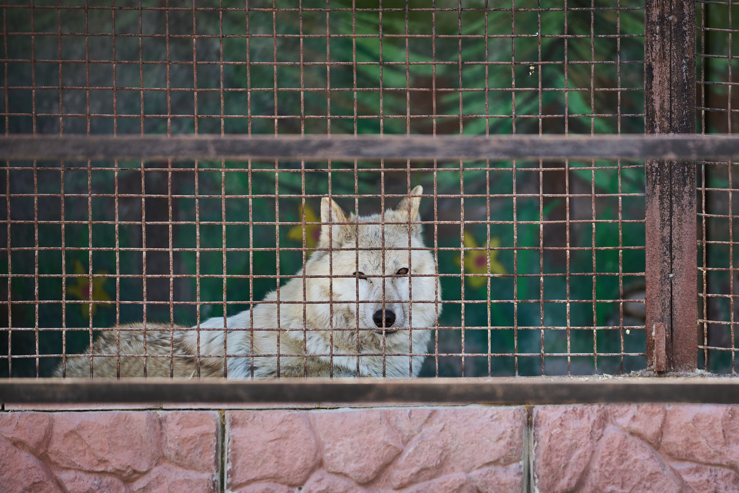Зоопарк Иваново. Фотограф в Иваново: Каталожная съемка одежды и постельного белья, Wildberries