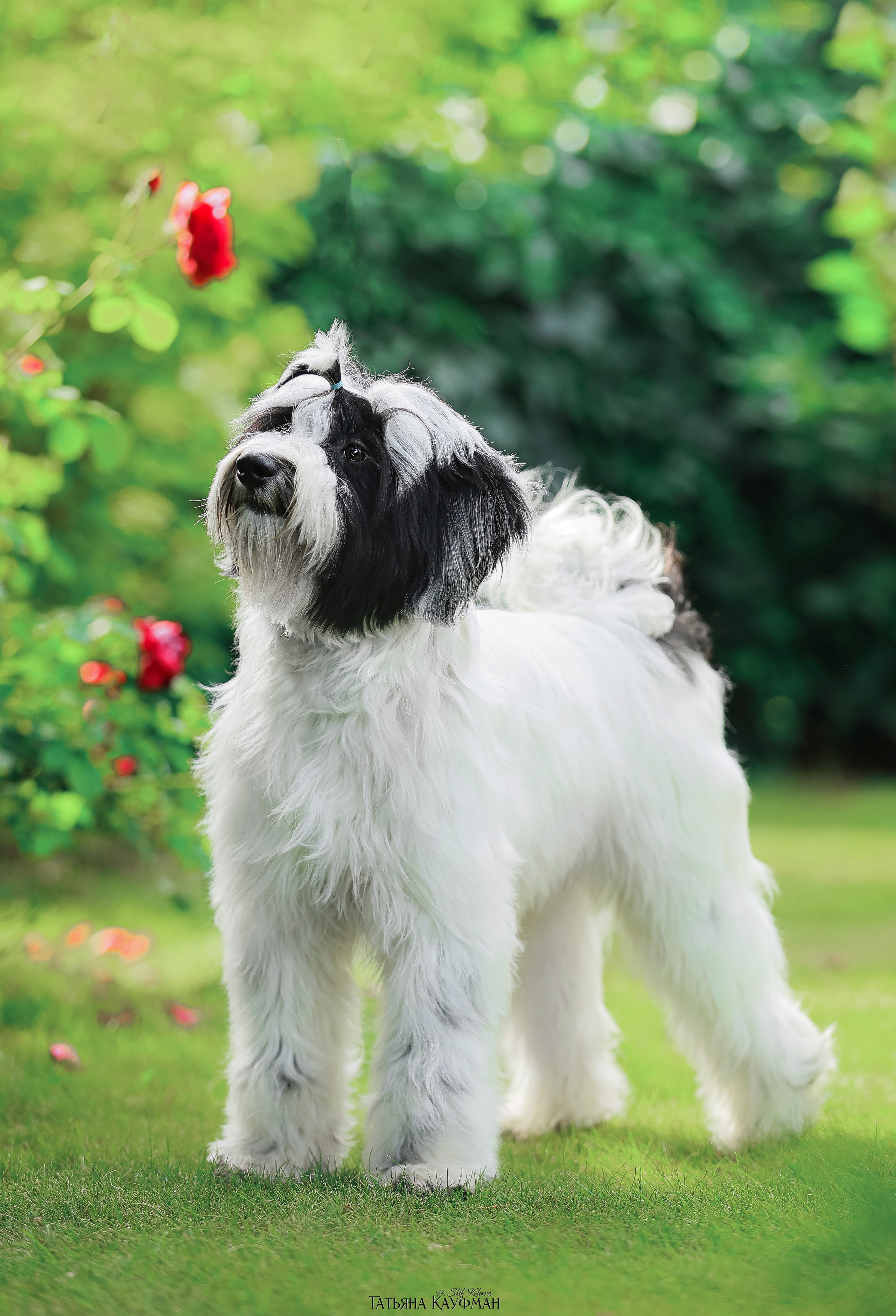 Тибетские терьеры. Фотограф Анималист из Новосибирска Татьяна Кауфман