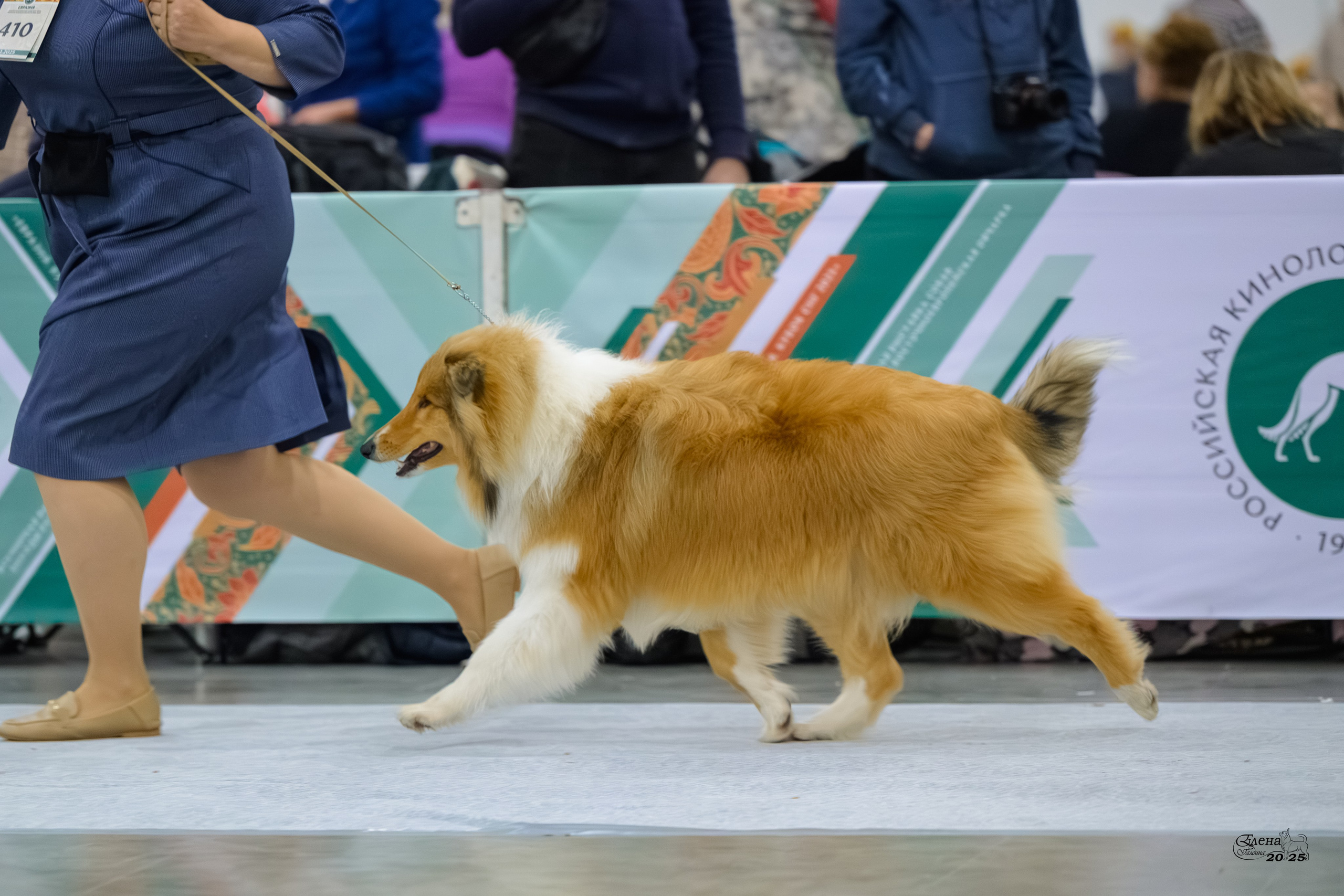 15-16.11.2025 ЕВРАЗИЯ г. Москва. Фотограф анималист Елена Галдина г. Красноярск