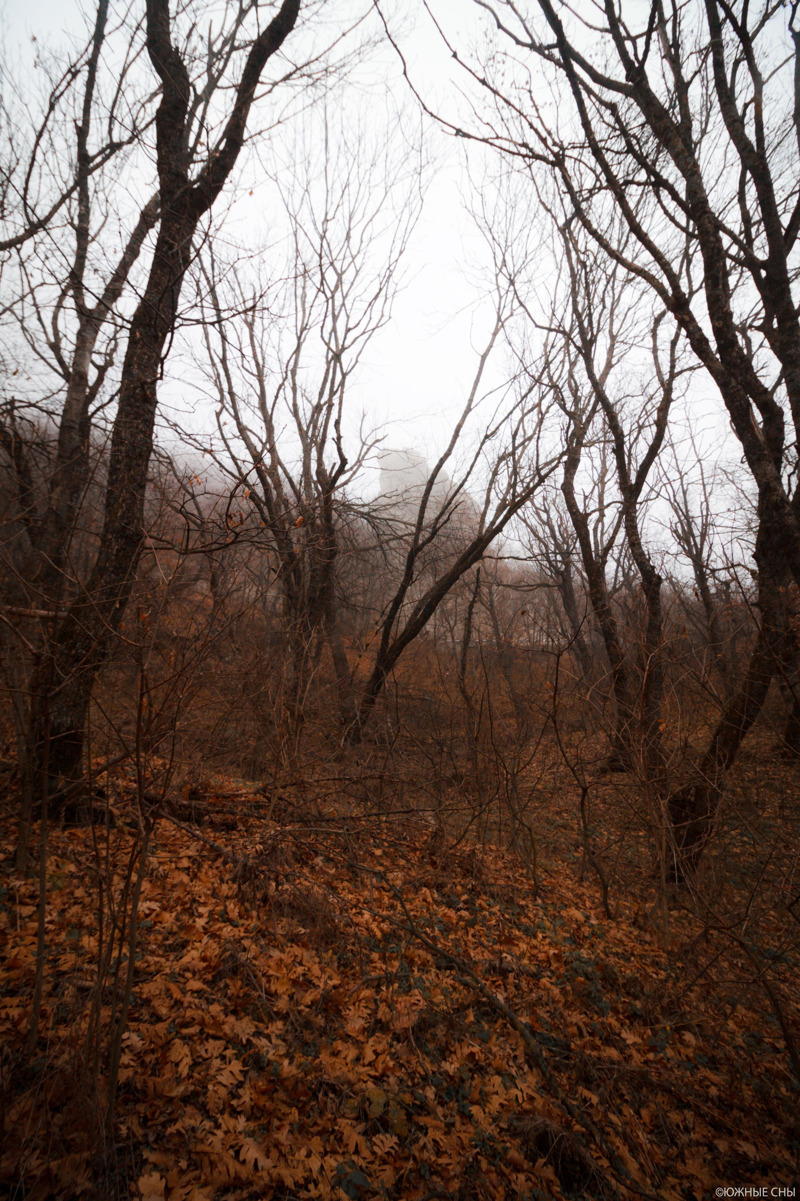 Бештаугорский лес Кавказских Минеральных Вод