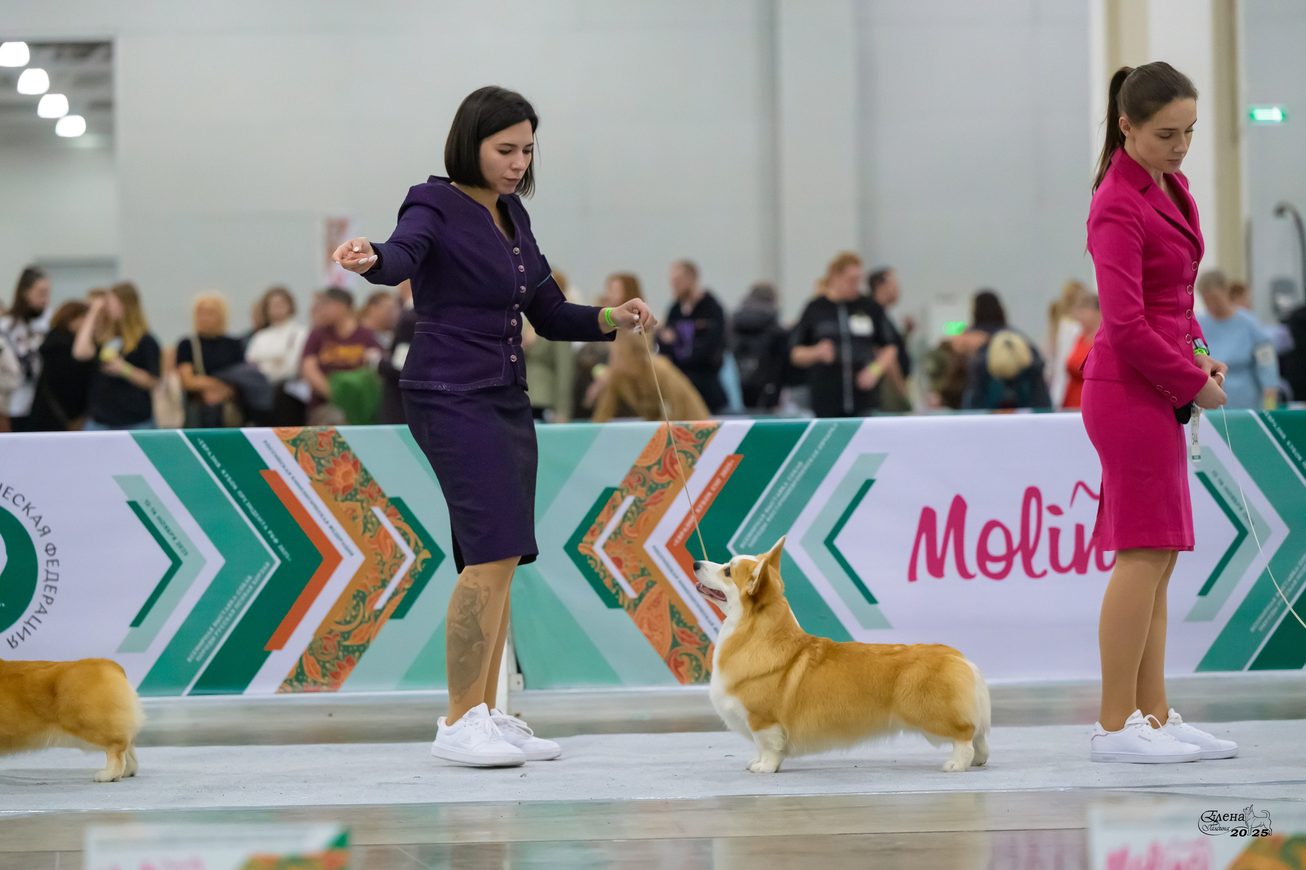 15-16.11.2025 ЕВРАЗИЯ г. Москва. Фотограф анималист Елена Галдина г. Красноярск