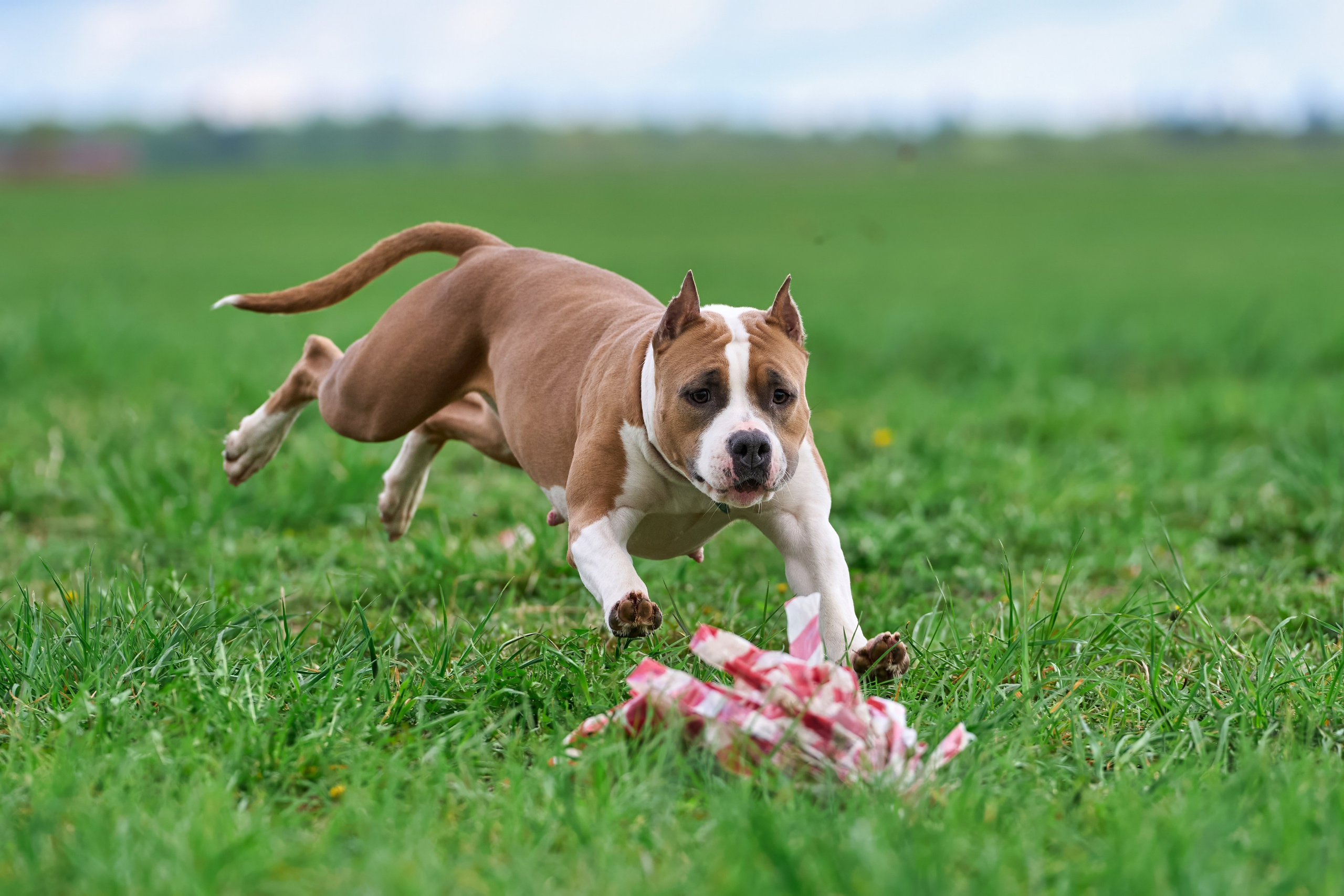 Тренировка по курсингу «на Ярославке». Фотограф-анималист Михаил Манухин