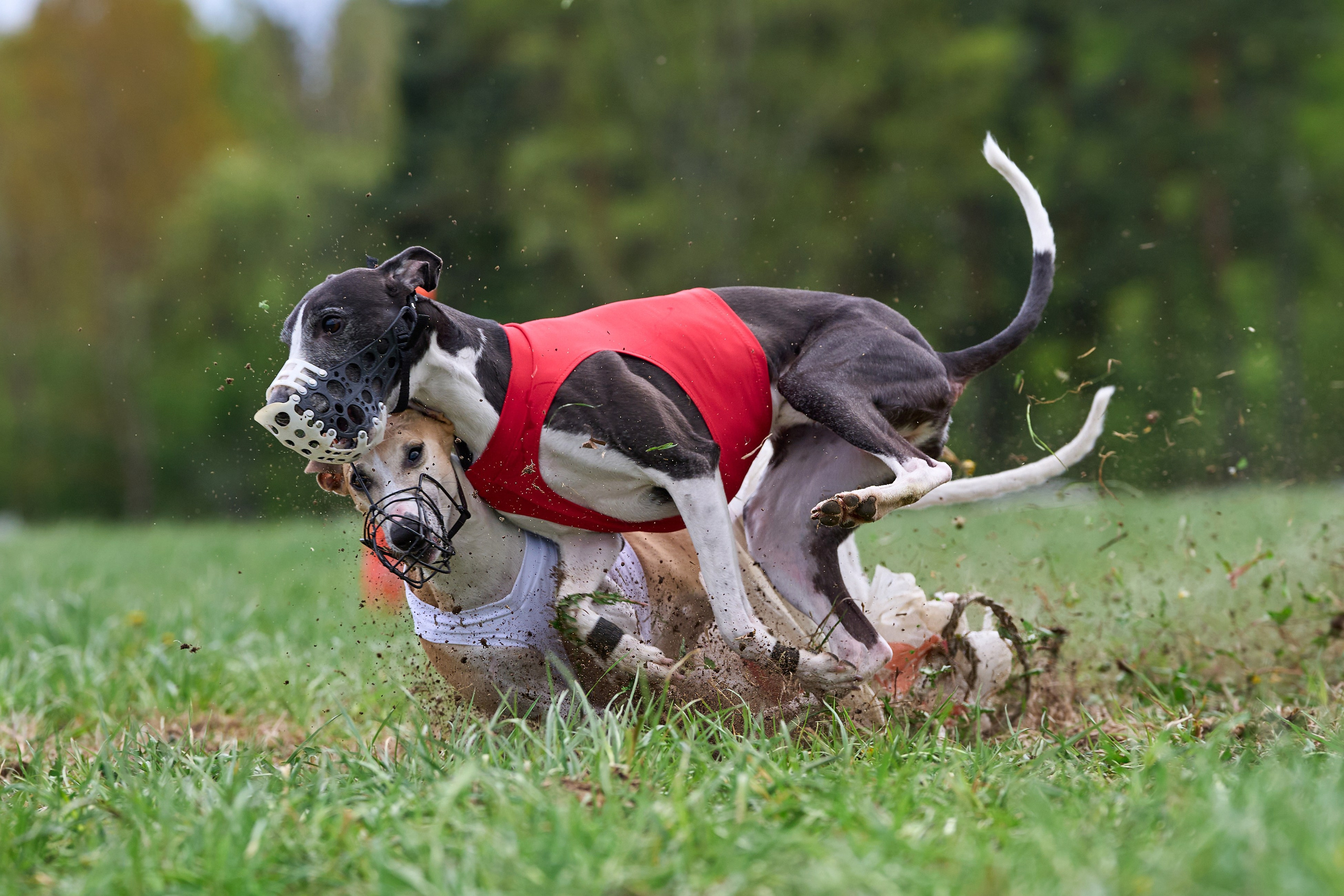 ПЧРКФ по курсингу. Фотограф-анималист Михаил Манухин