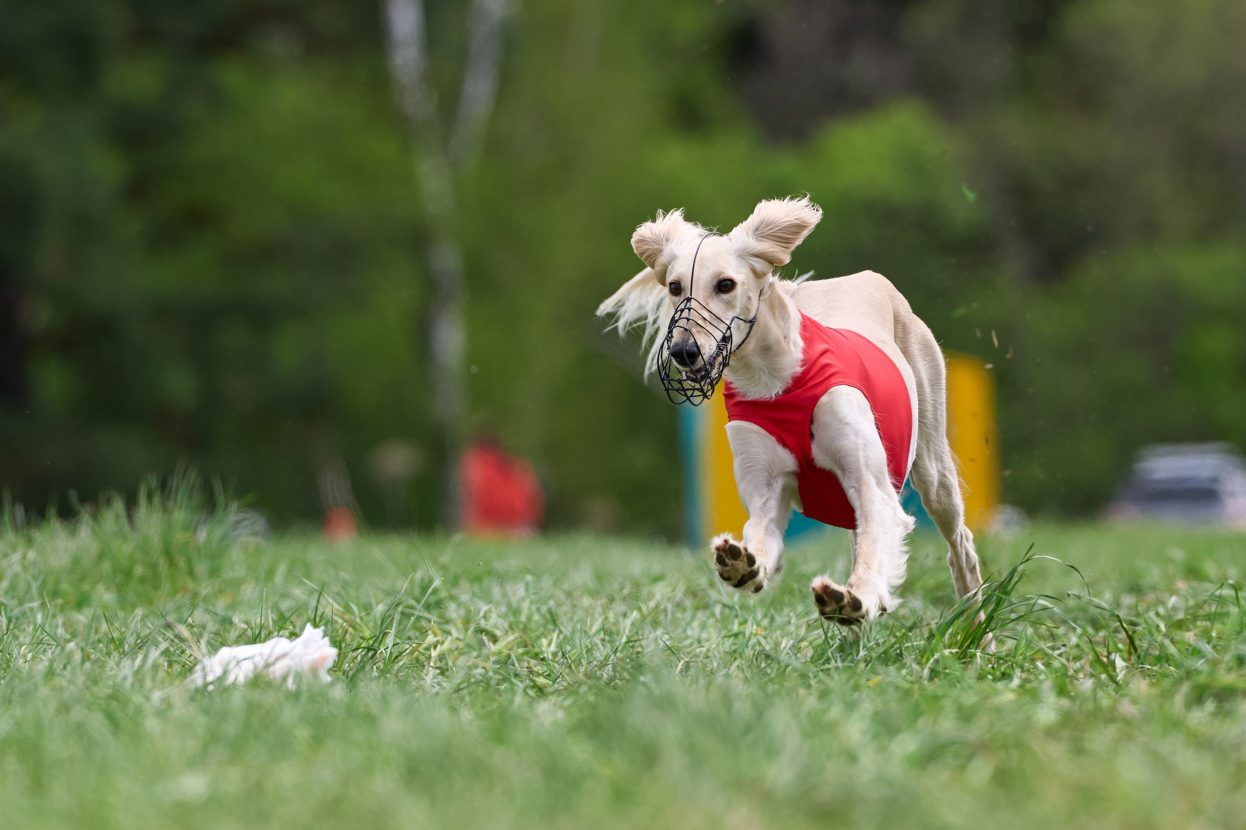 ПЧРКФ по курсингу. Фотограф-анималист Михаил Манухин
