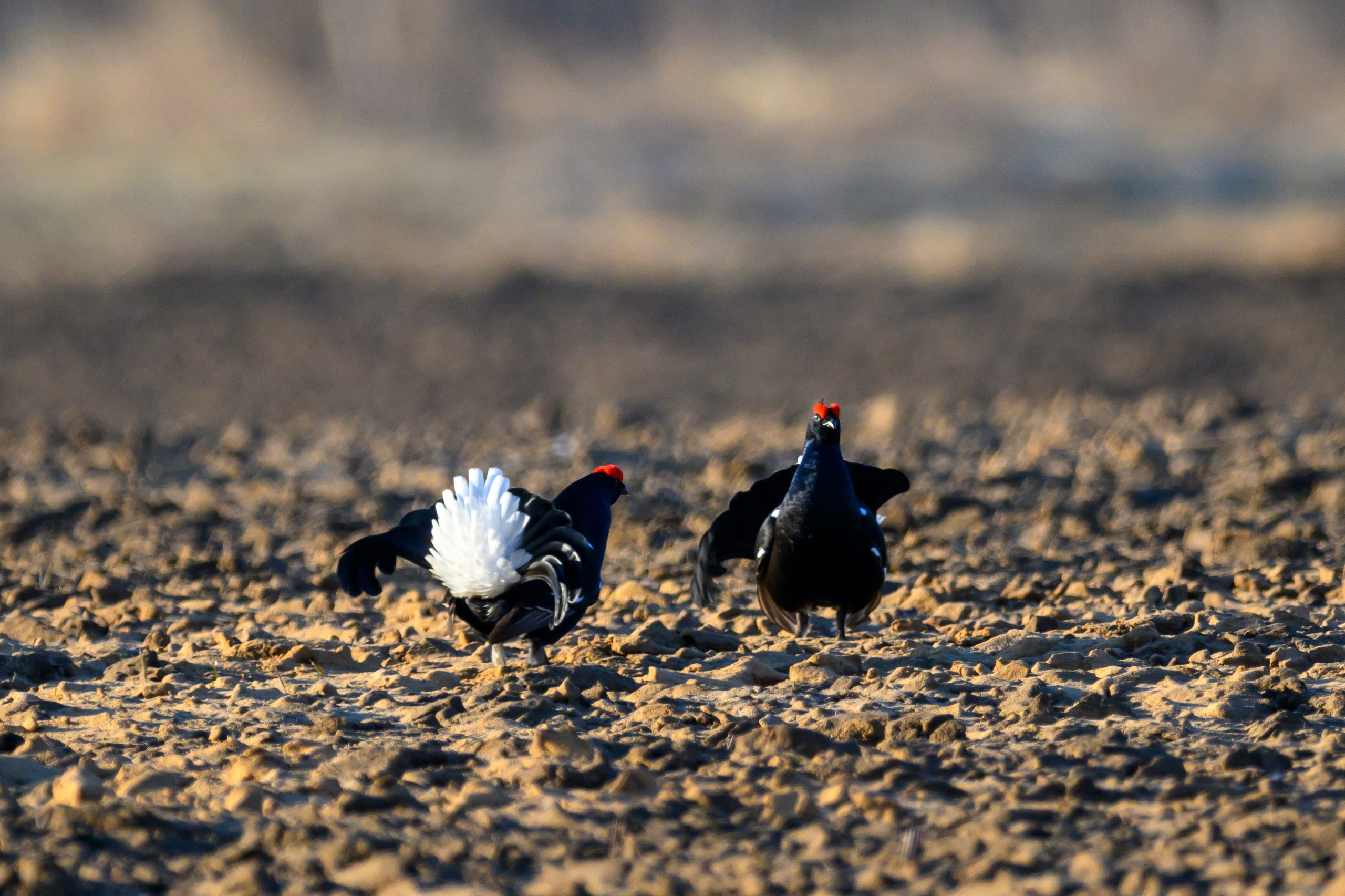 Тетерева, пищуха и лунь. Wildlife photography by Sergey Puponin