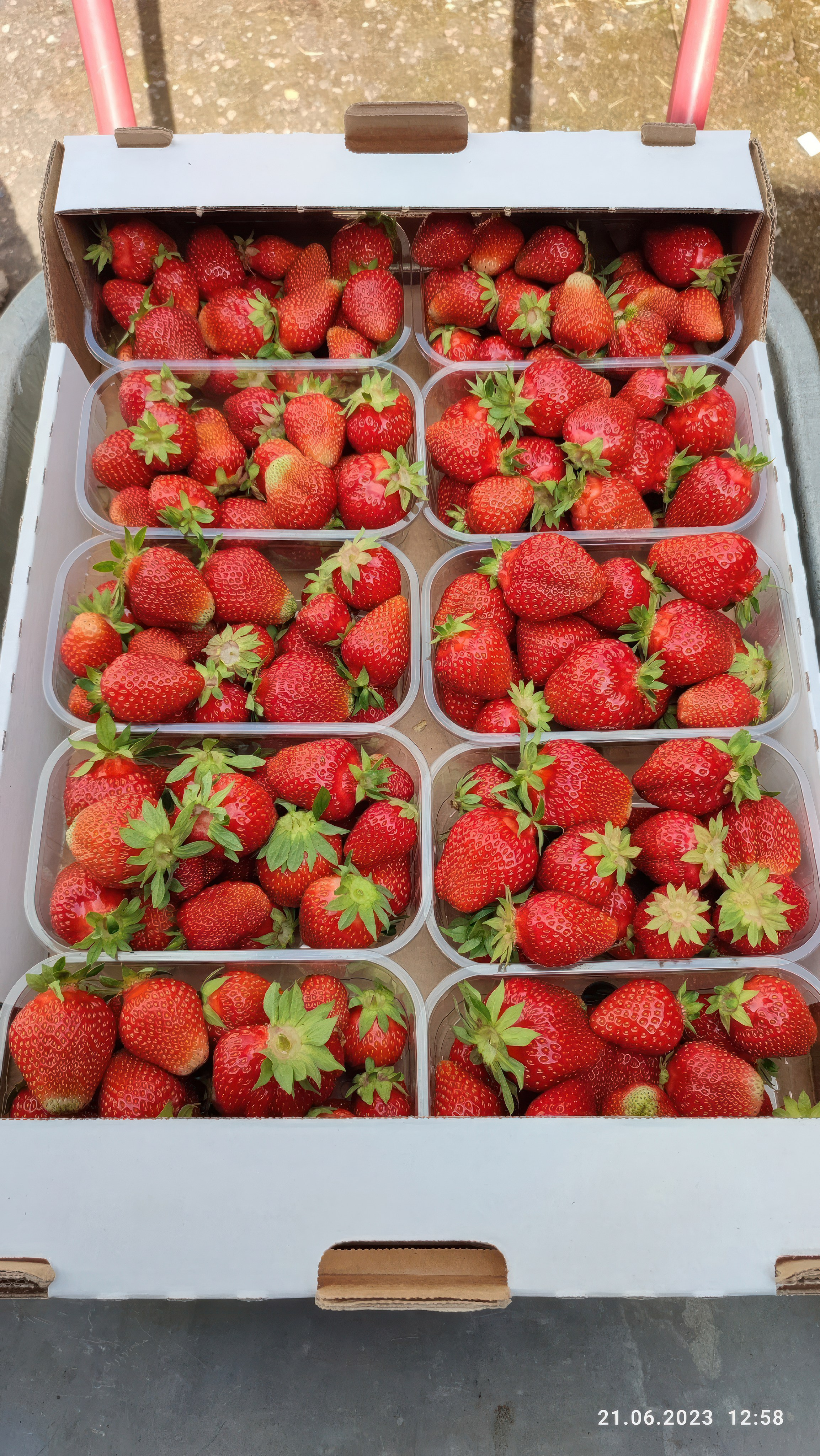 БИОЭНЕРГИЯ — Производство субстрата для теплиц, маты для выращивания