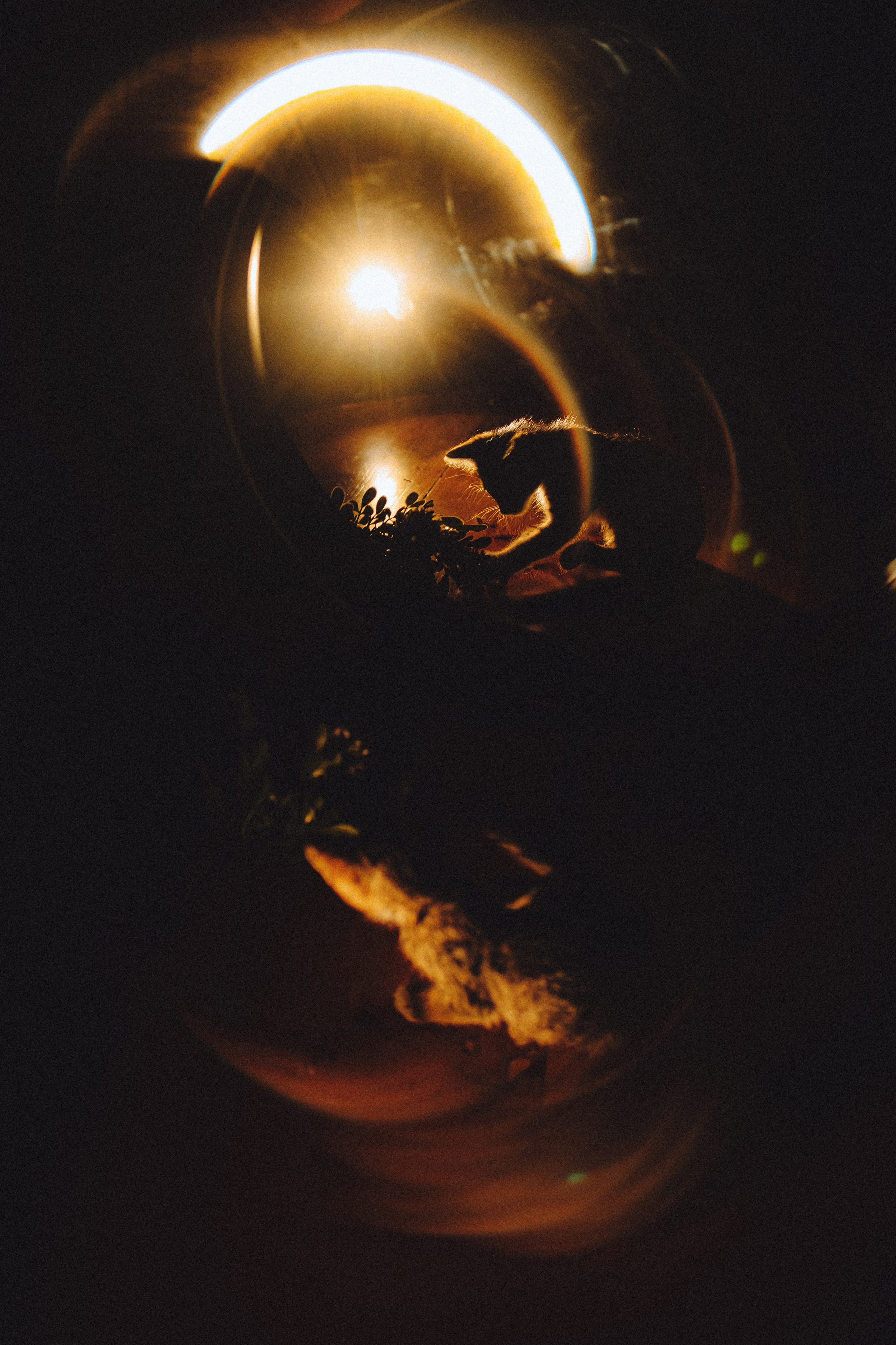 Более 30 идей для фотосессии с котенком