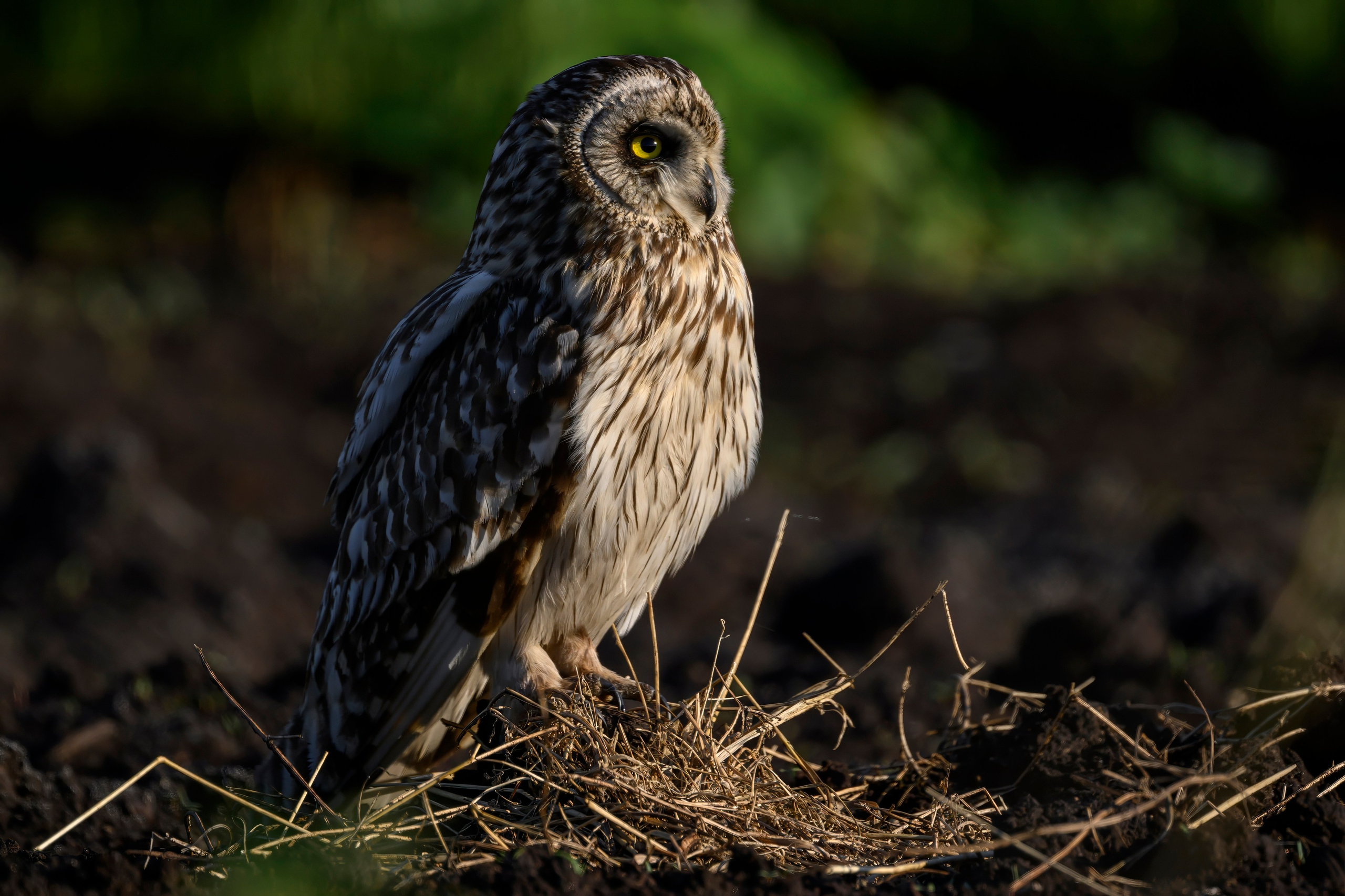 Сова и совята. Owl and owlets. Фотограф Сергей Пупонин