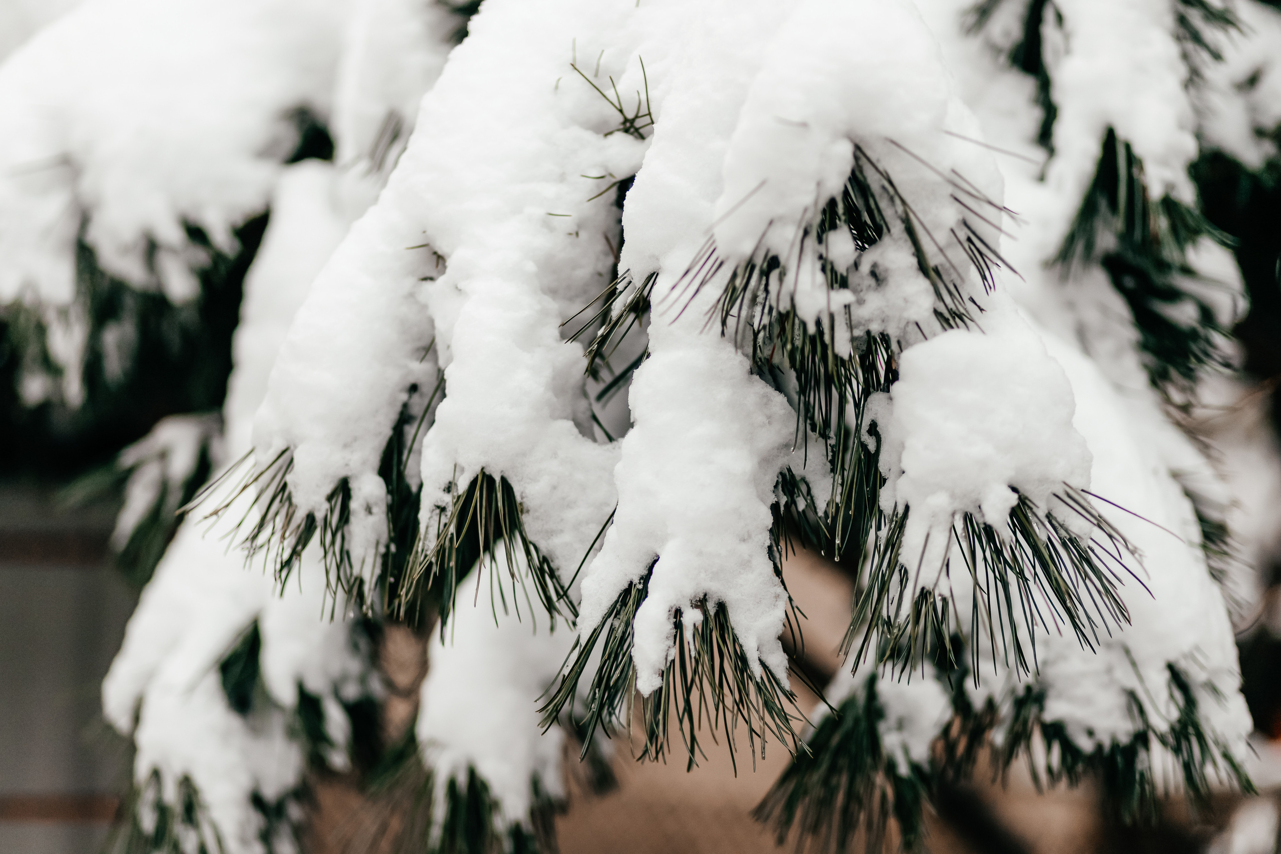 Зимняя сказка. Семейный фотограф в Минске Приболовец Светлана