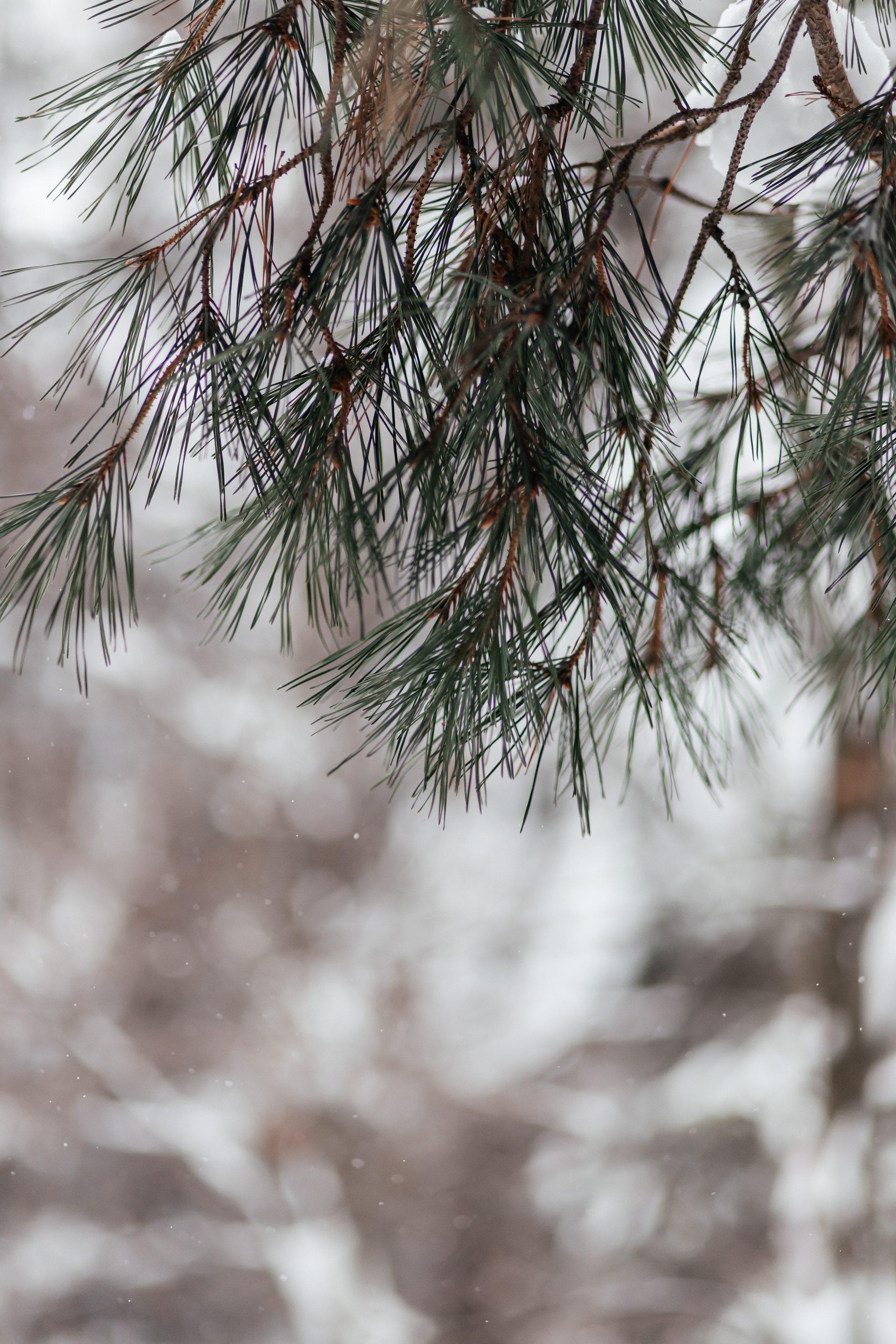Зимняя сказка. Семейный фотограф в Минске Приболовец Светлана
