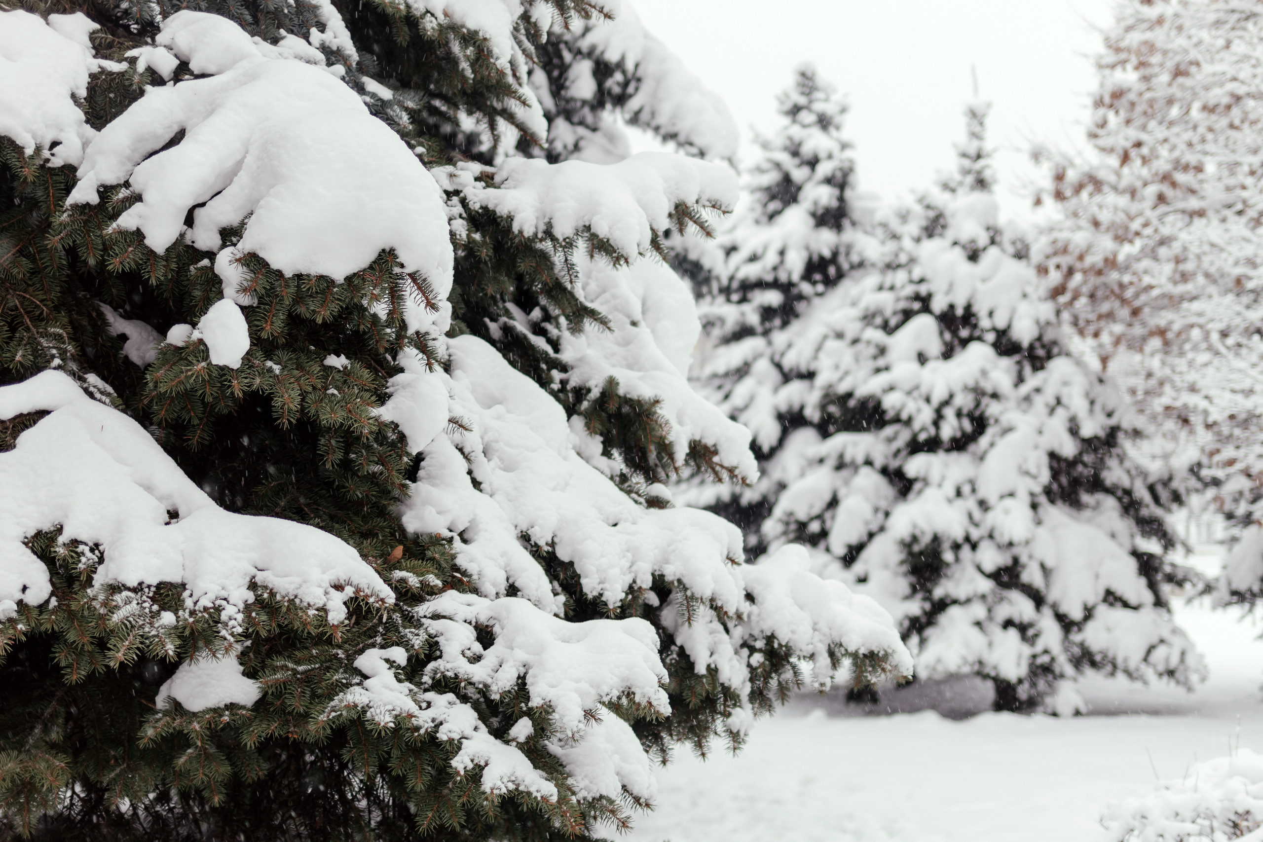 Зимняя сказка. Семейный фотограф в Минске Приболовец Светлана