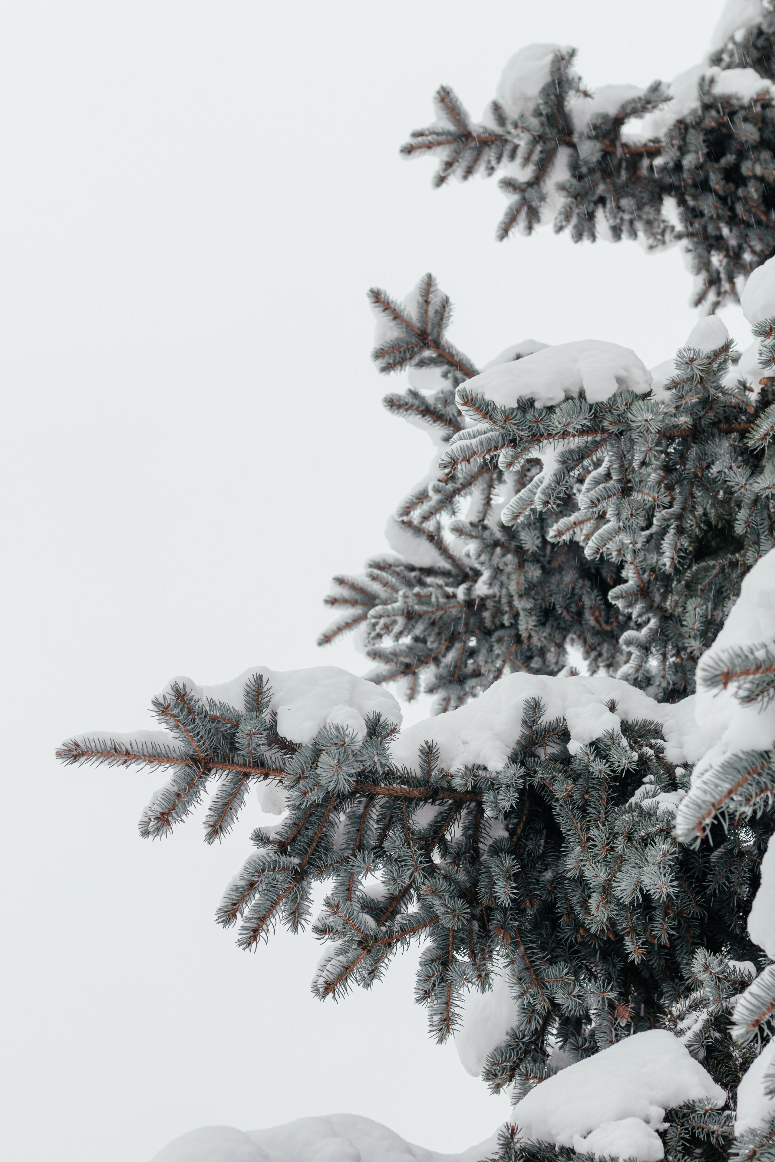 Зимняя сказка. Семейный фотограф в Минске Приболовец Светлана