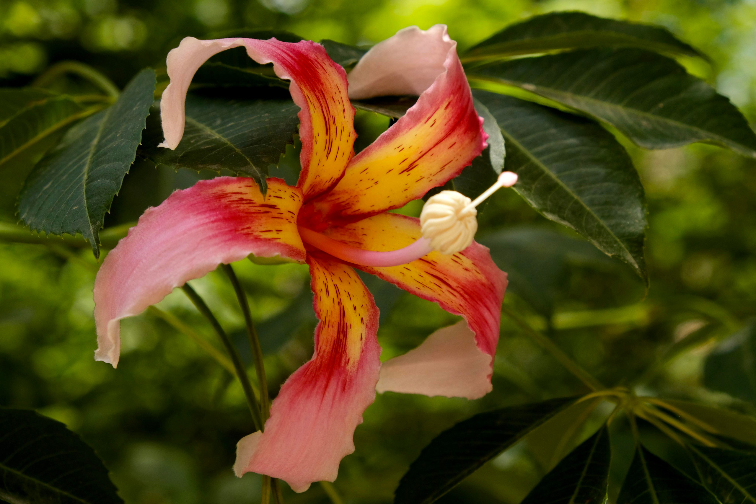 Парки Валенсии. Гид и фотограф в Валенсии Новиков Михаил
