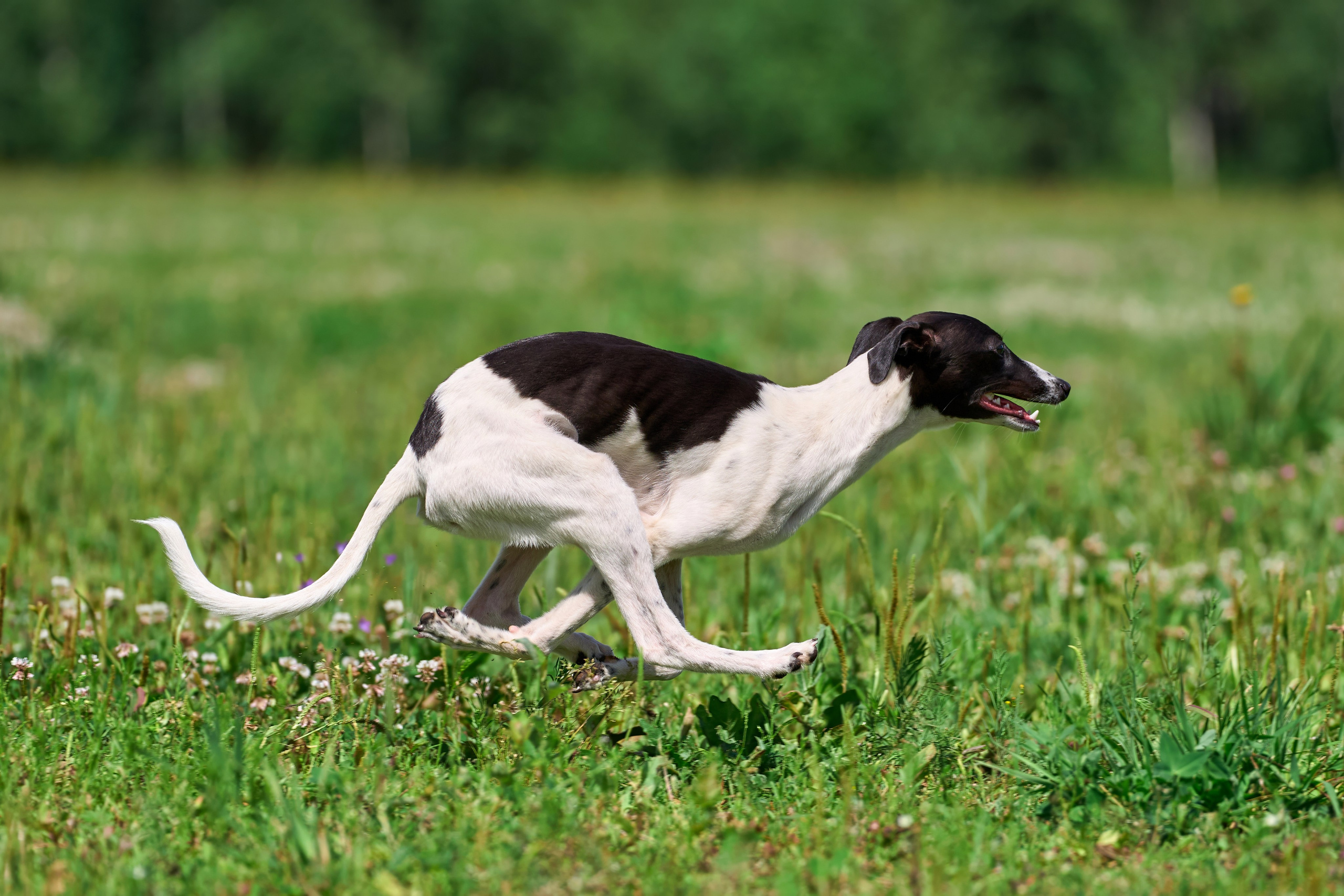 Тренировка по курсингу в Донино. Фотограф-анималист Михаил Манухин