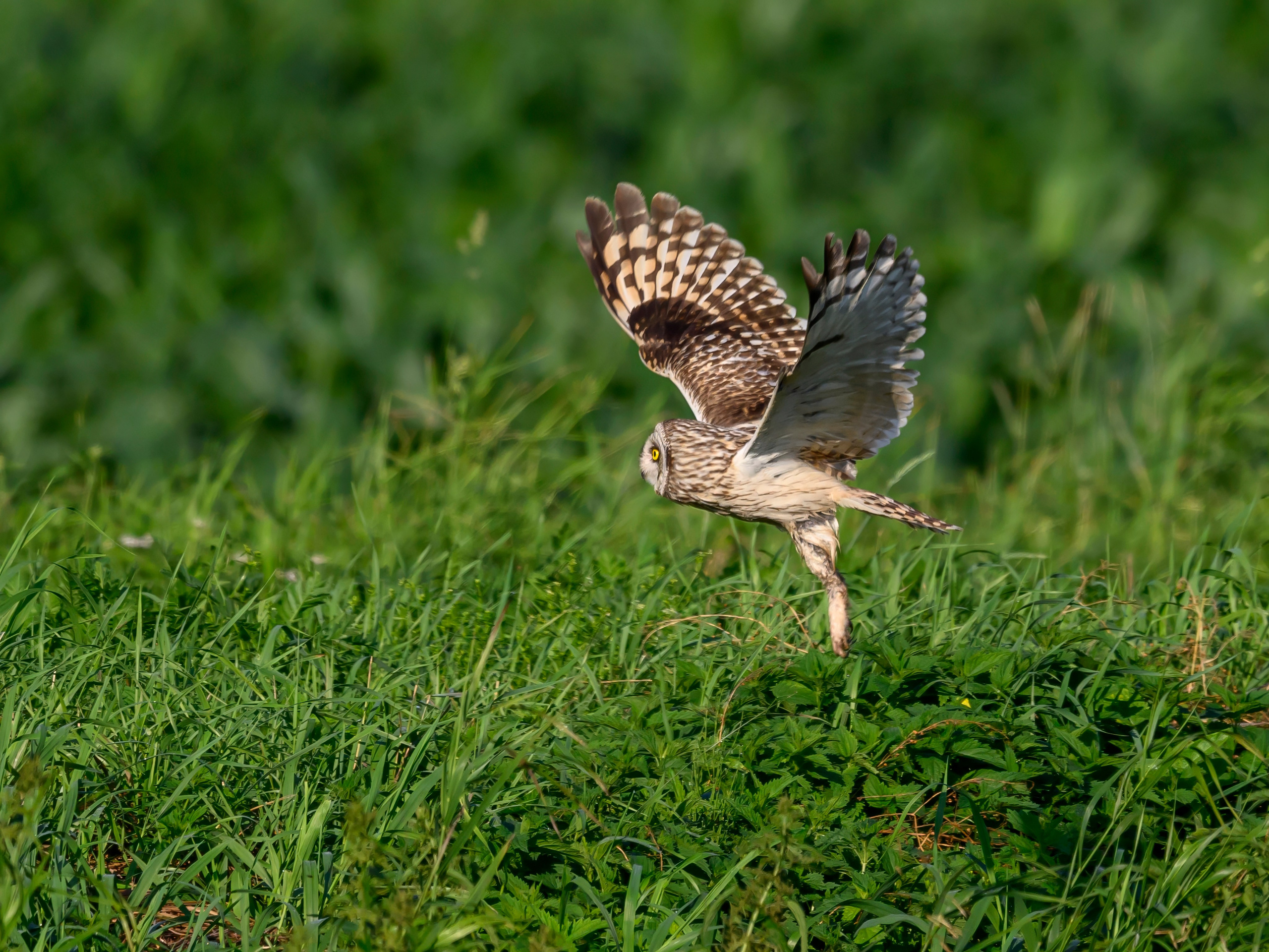Цапли и совы. Herons and Owls. Wildlife photography by Sergey Puponin
